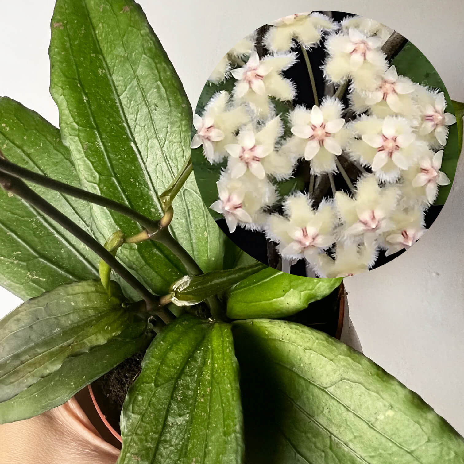 Hoya Erythrina