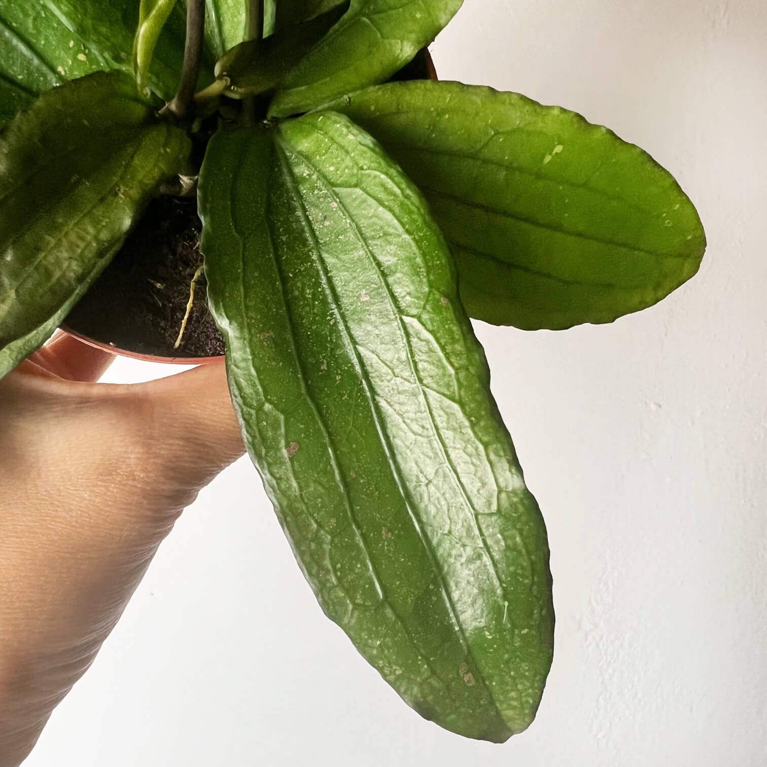 Hoya Erythrina