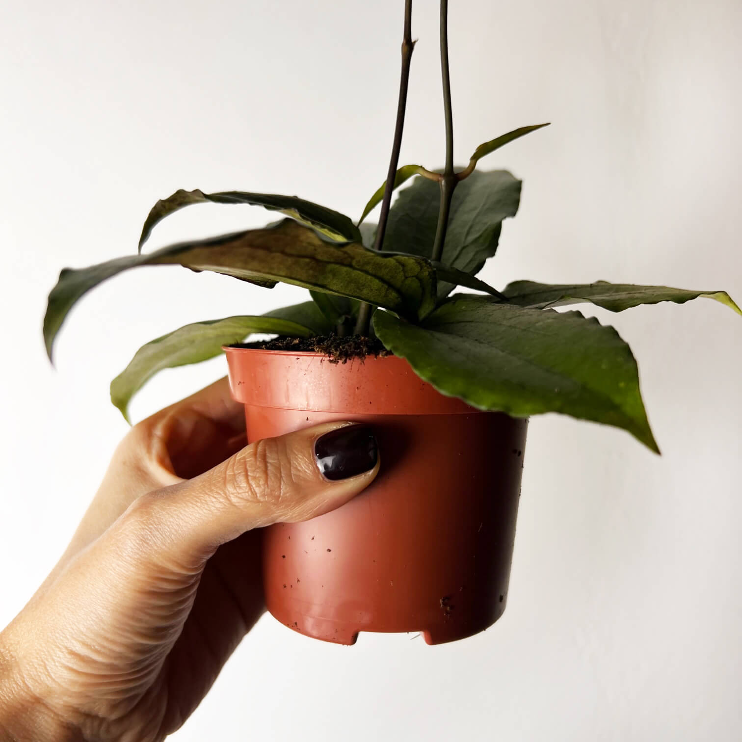 Hoya Erythrina