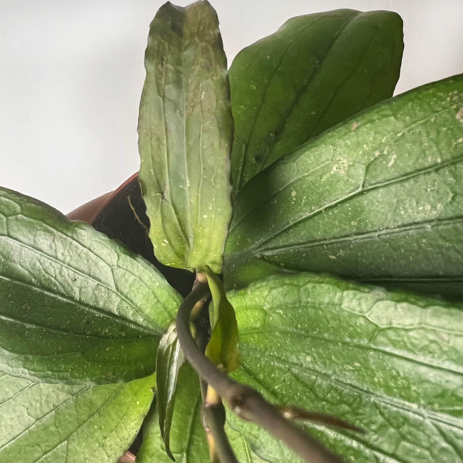 Hoya Erythrina
