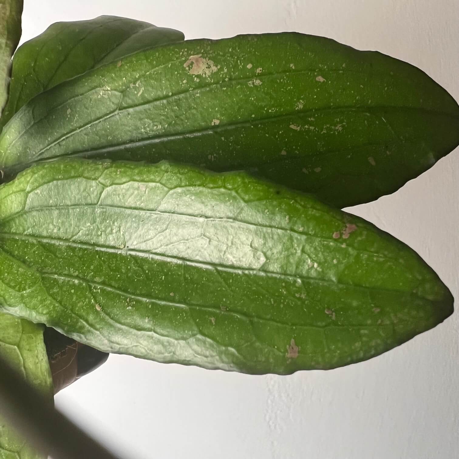 Hoya Erythrina