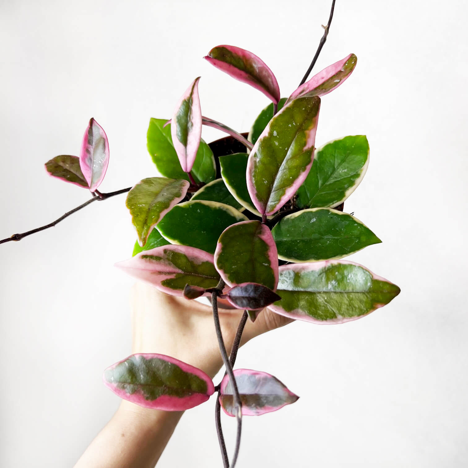 Hoya Carnosa Flamingo Dream