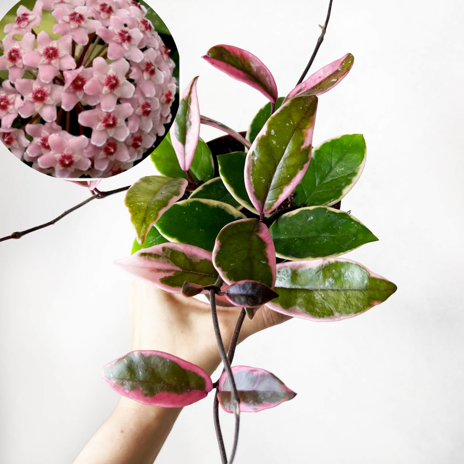 Hoya Carnosa Flamingo Dream