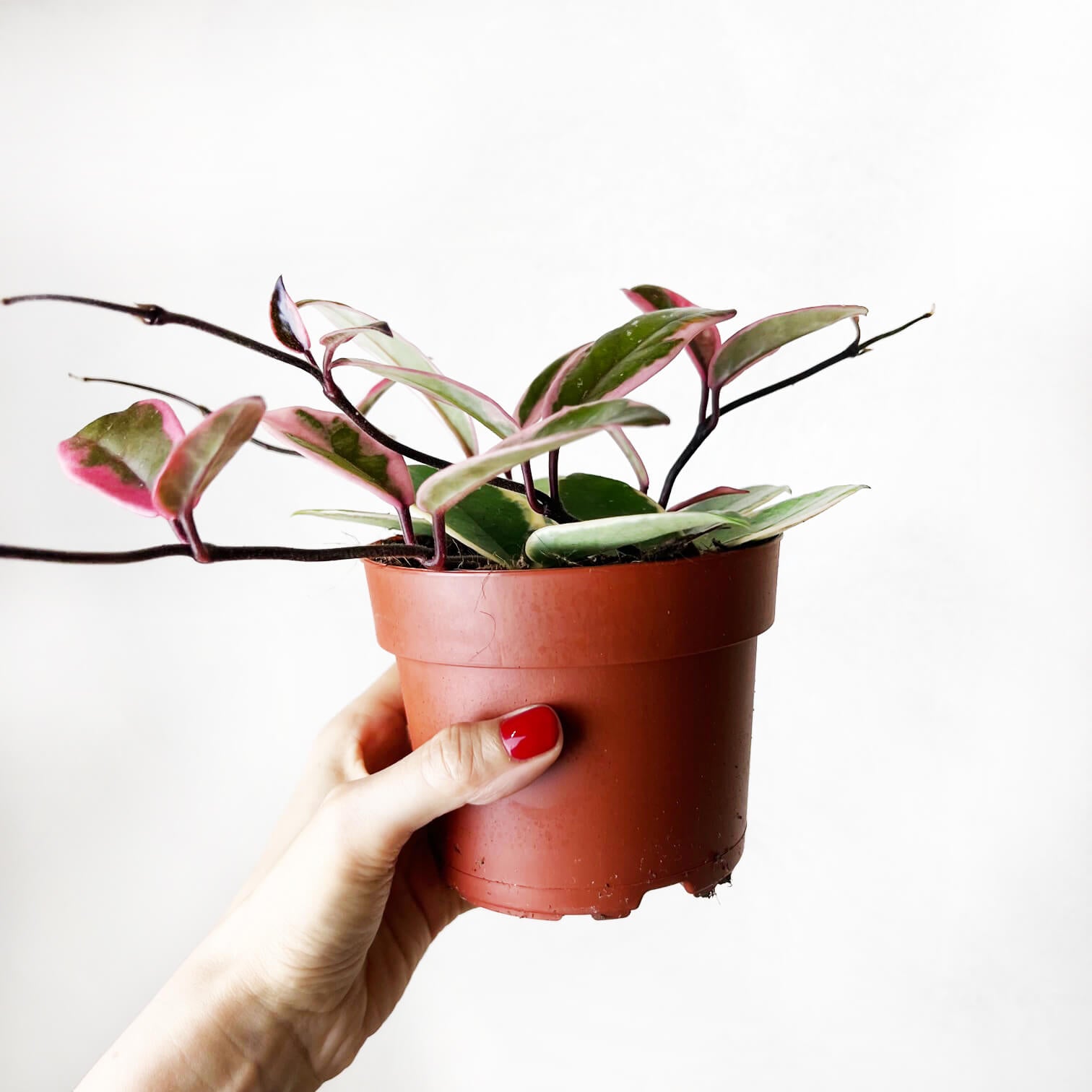 Hoya Carnosa Flamingo Dream