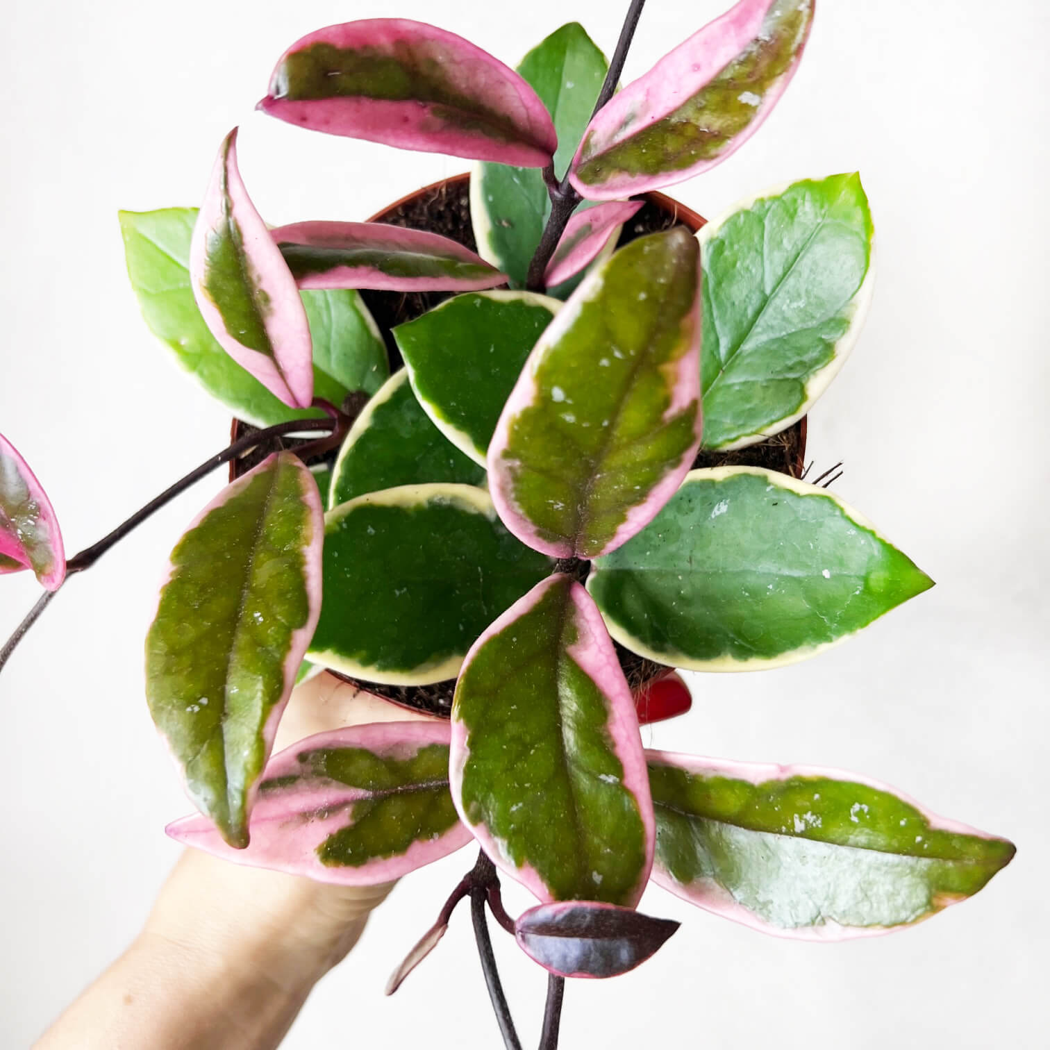 Hoya Carnosa Flamingo Dream