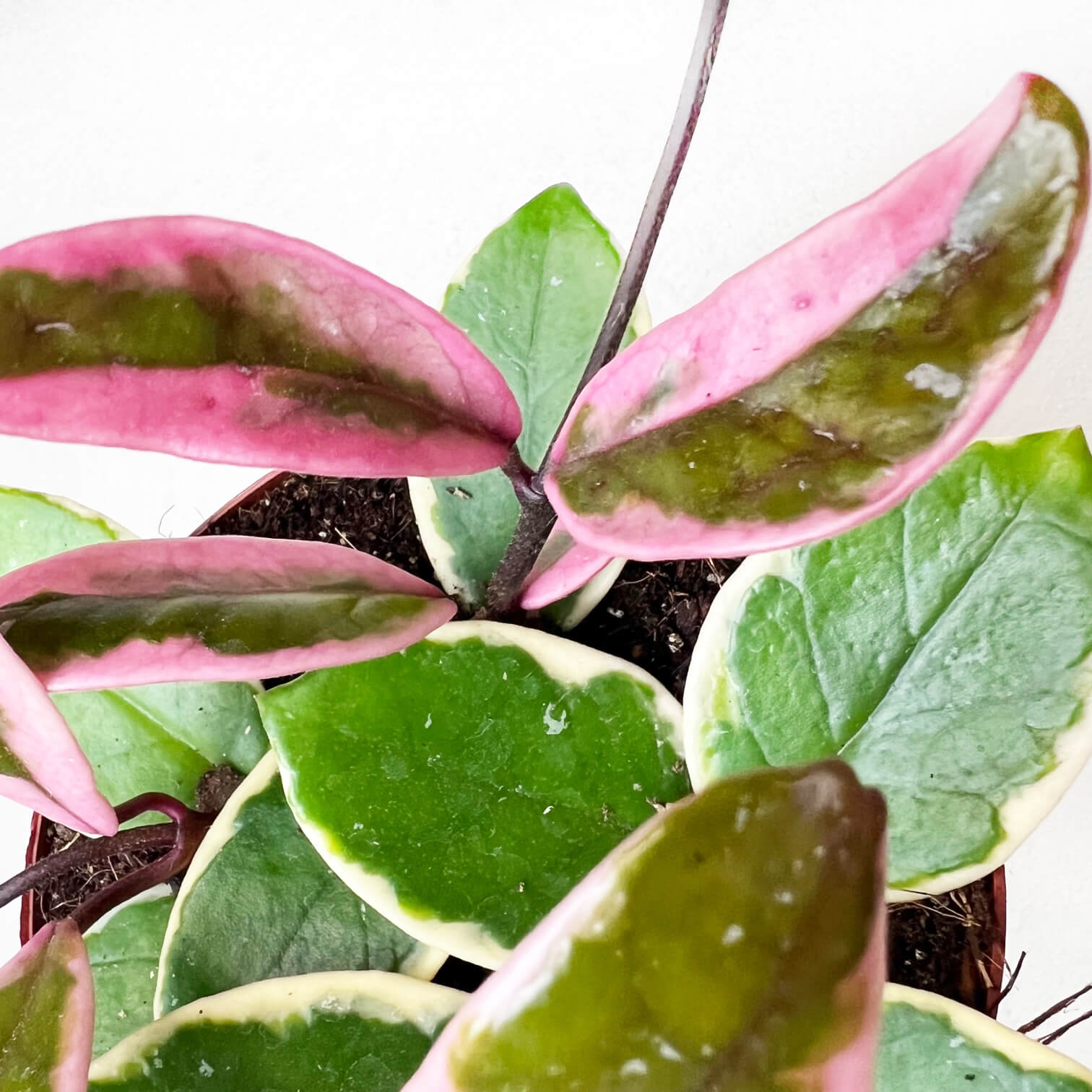 Hoya Carnosa Flamingo Dream