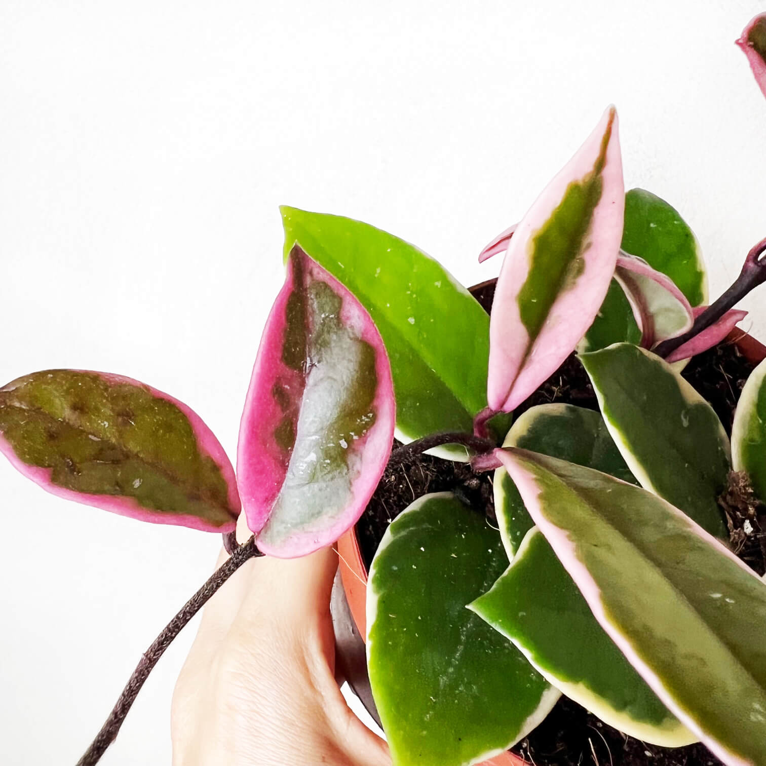 Hoya Carnosa Flamingo Dream