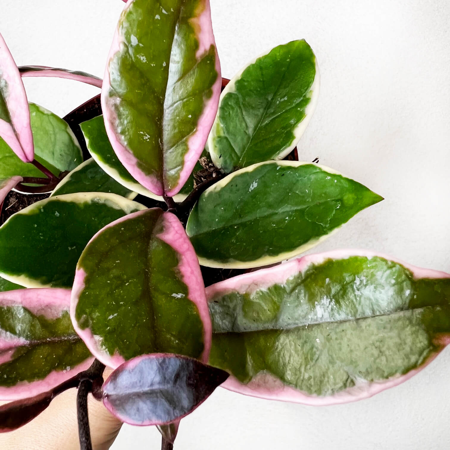 Hoya Carnosa Flamingo Dream