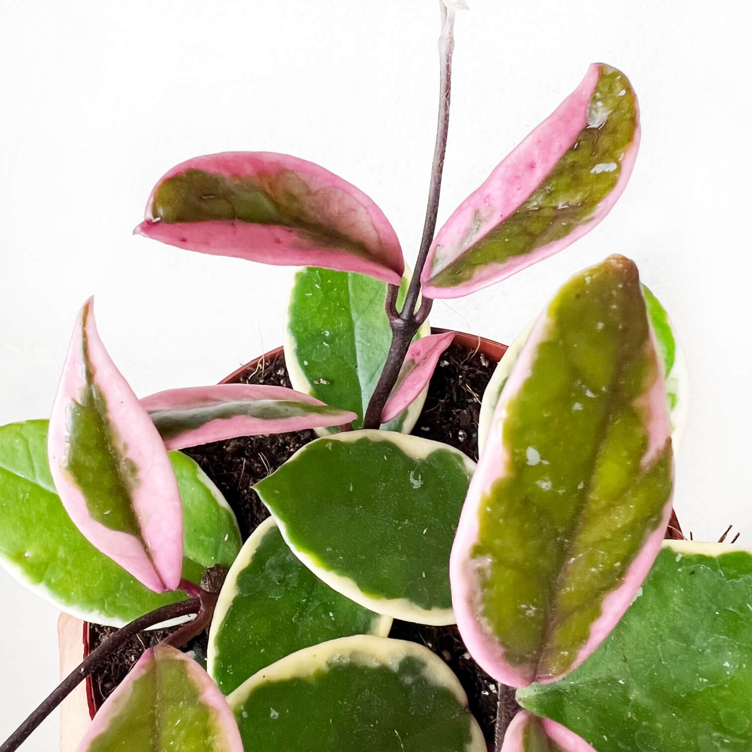 Hoya Carnosa Flamingo Dream