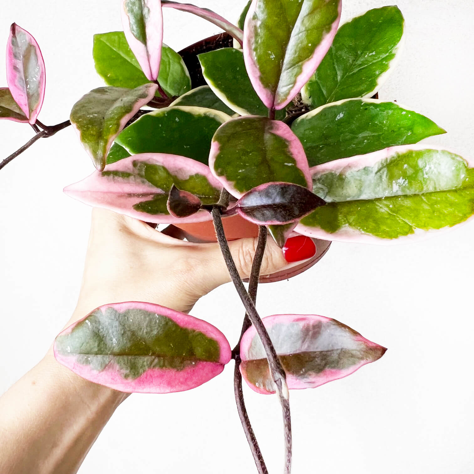 Hoya Carnosa Flamingo Dream