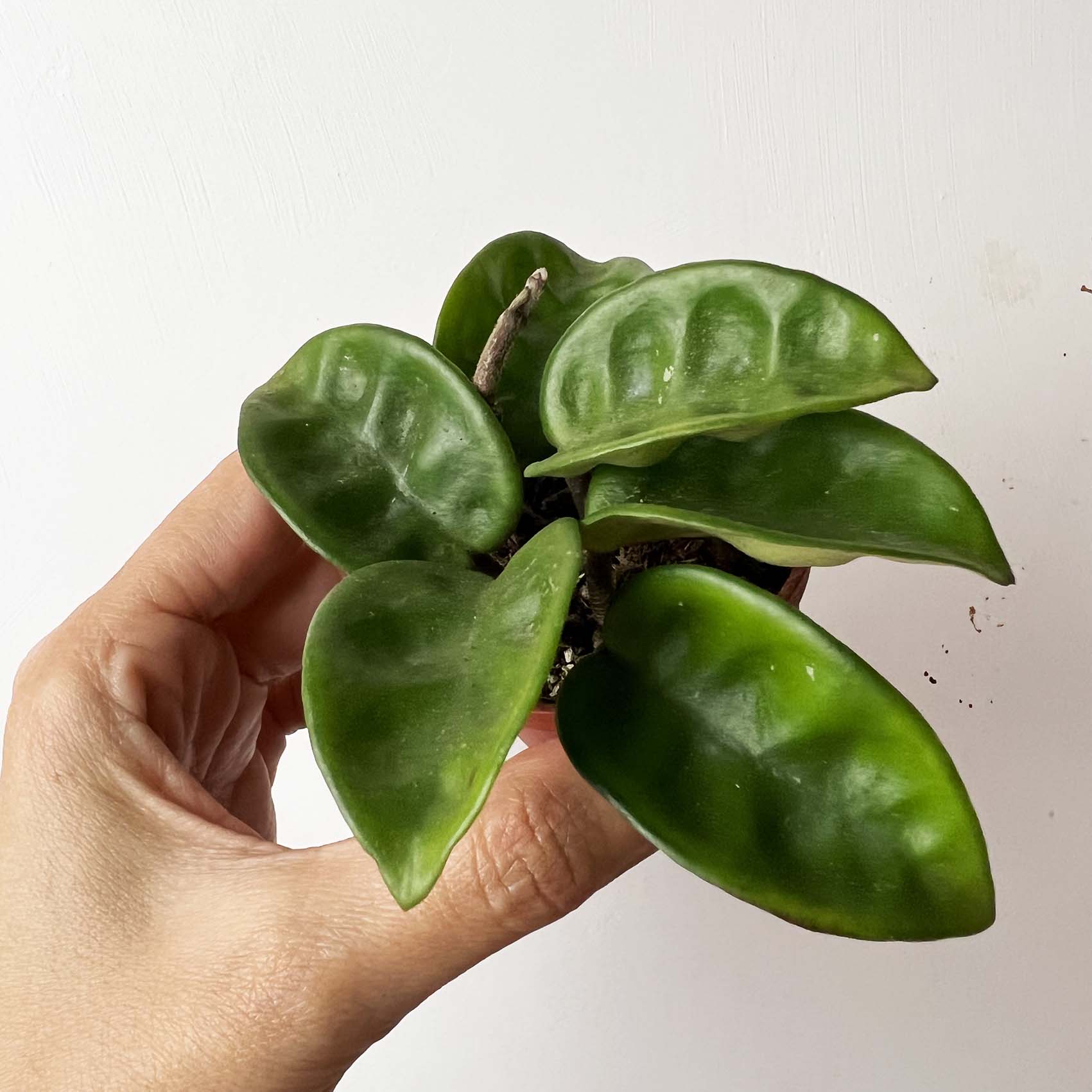 baby Hoya Carnosa Krinkle