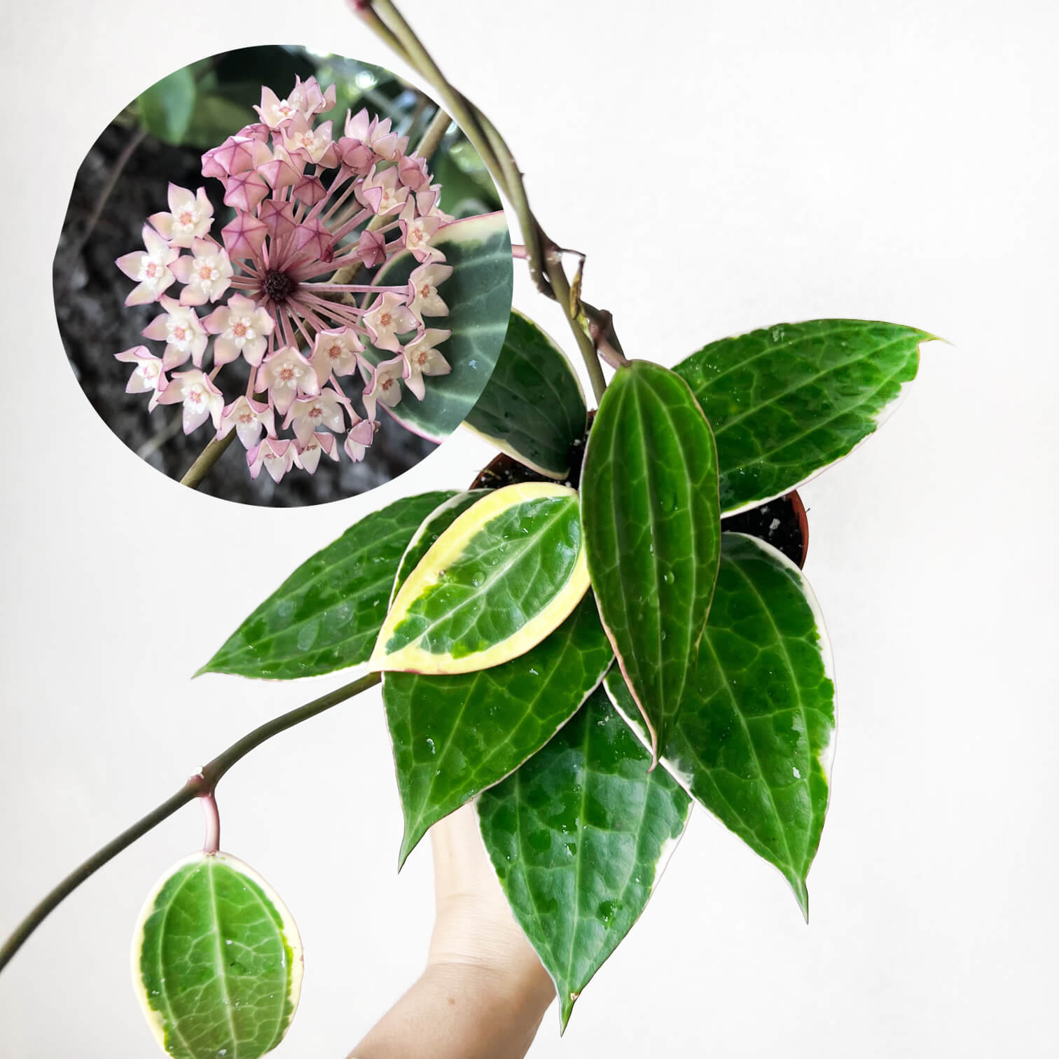 Hoya (ex Macrophylla) Latifolia albovariegata