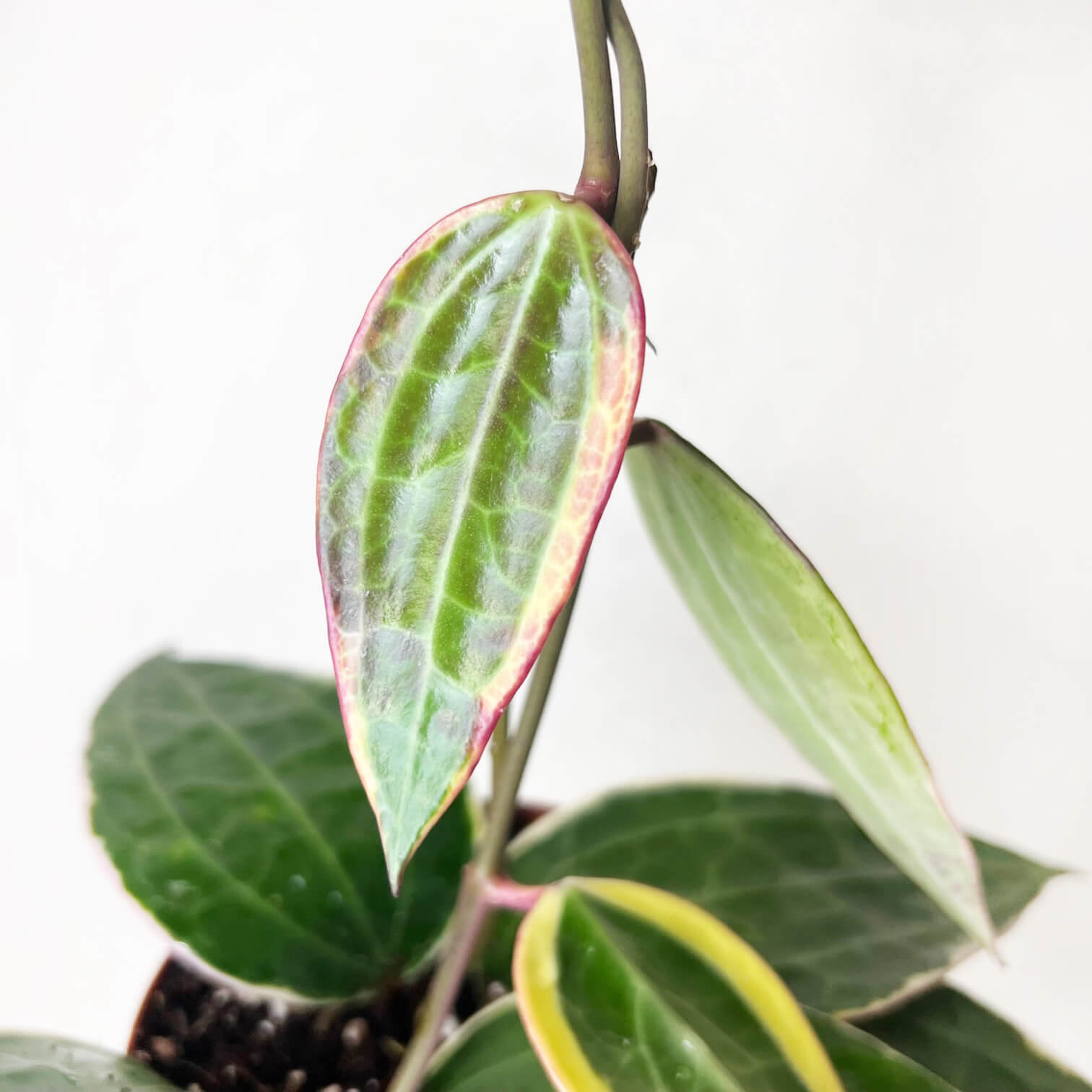 Hoya (ex Macrophylla) Latifolia albovariegata
