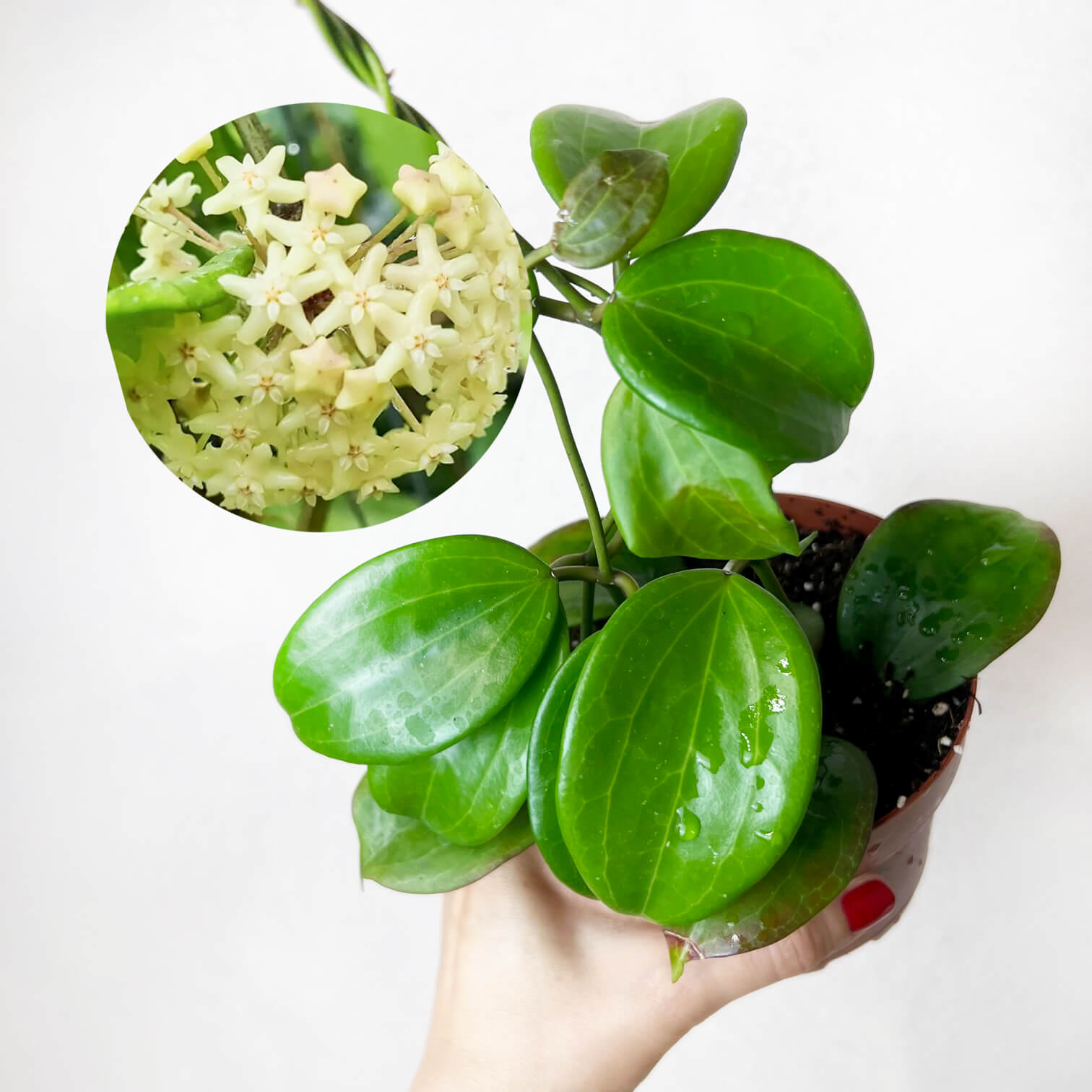 Hoya Quinquenervia