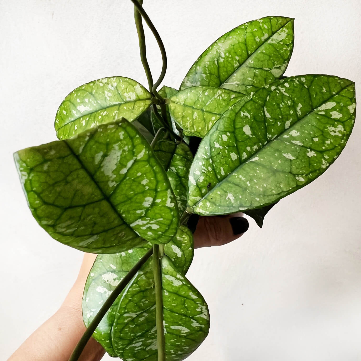 Hoya Crassipetiolata