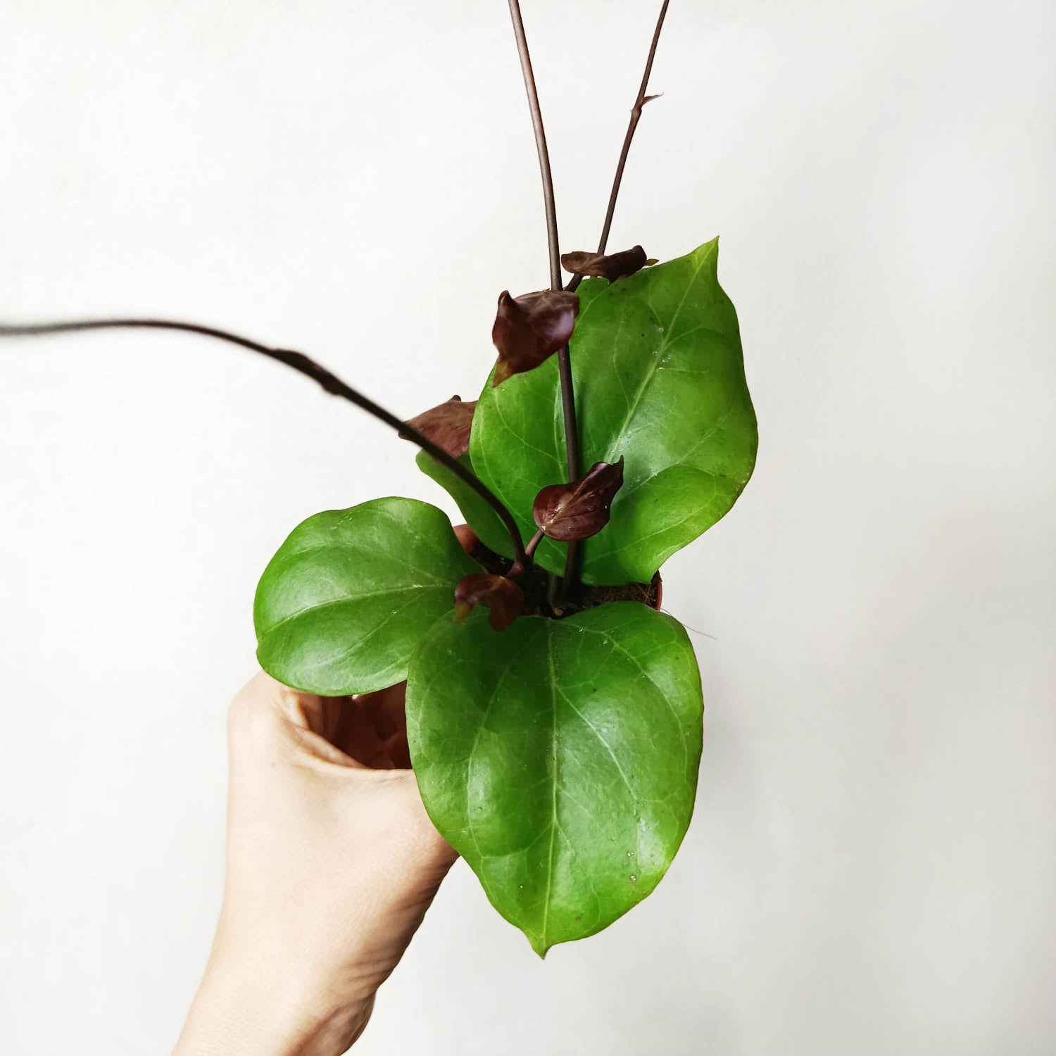 baby Hoya Hoya Chuniana