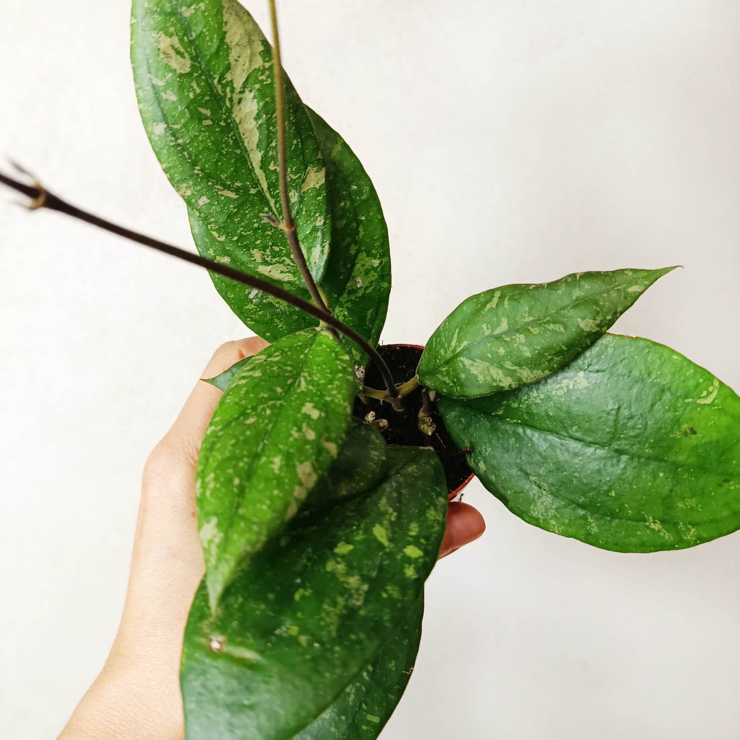 baby Hoya Aff Vitellina