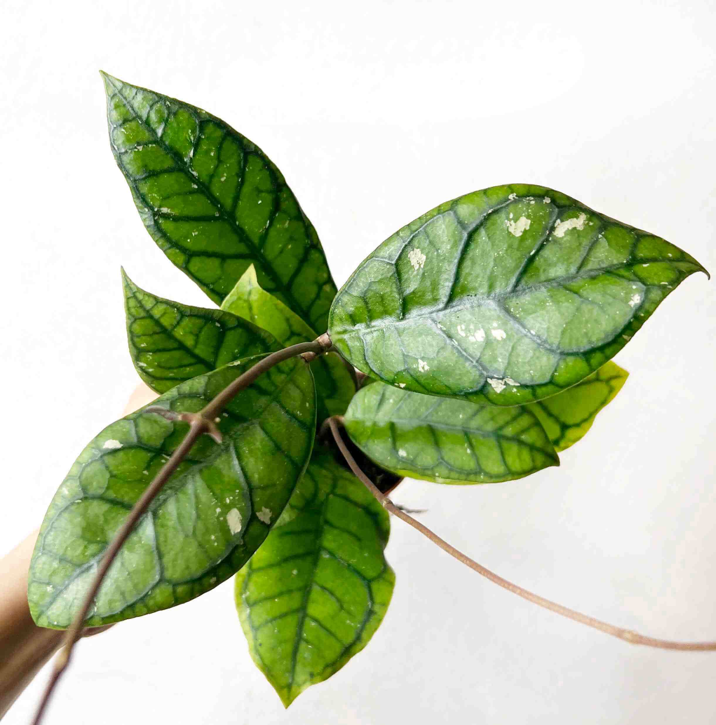 Mini Hoya Clemensorium