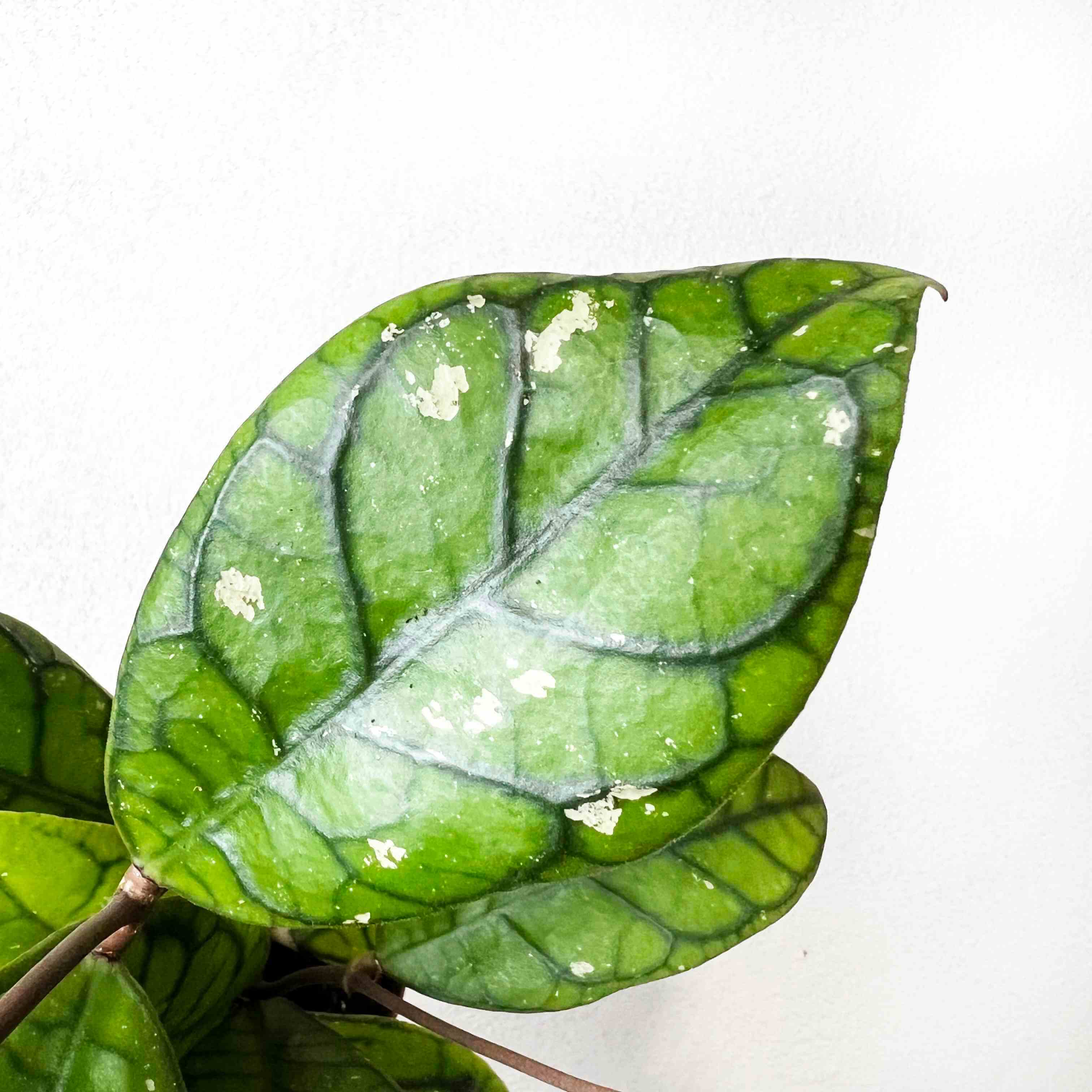 Mini Hoya Clemensorium