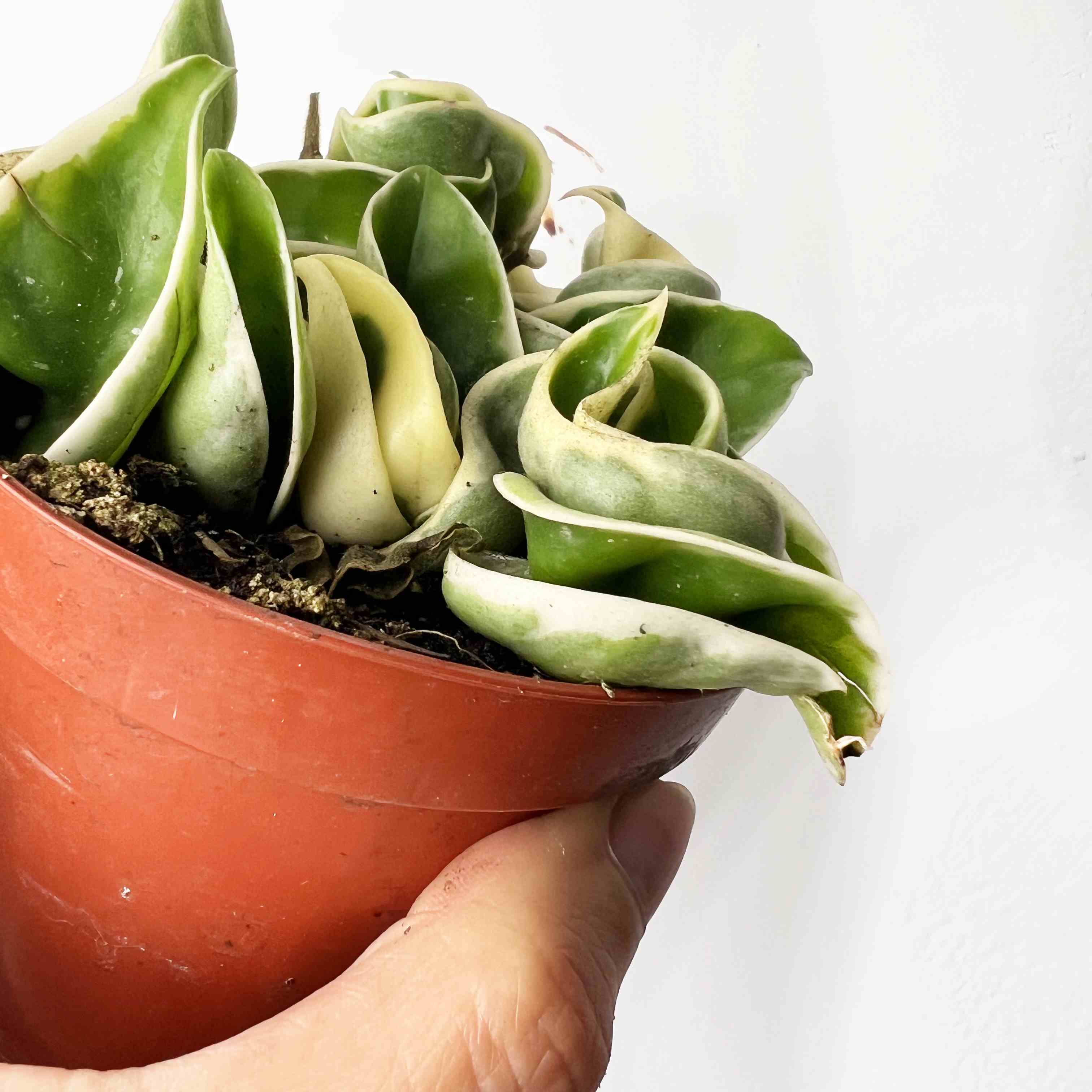 Hoya Carnosa Compacta Variegata