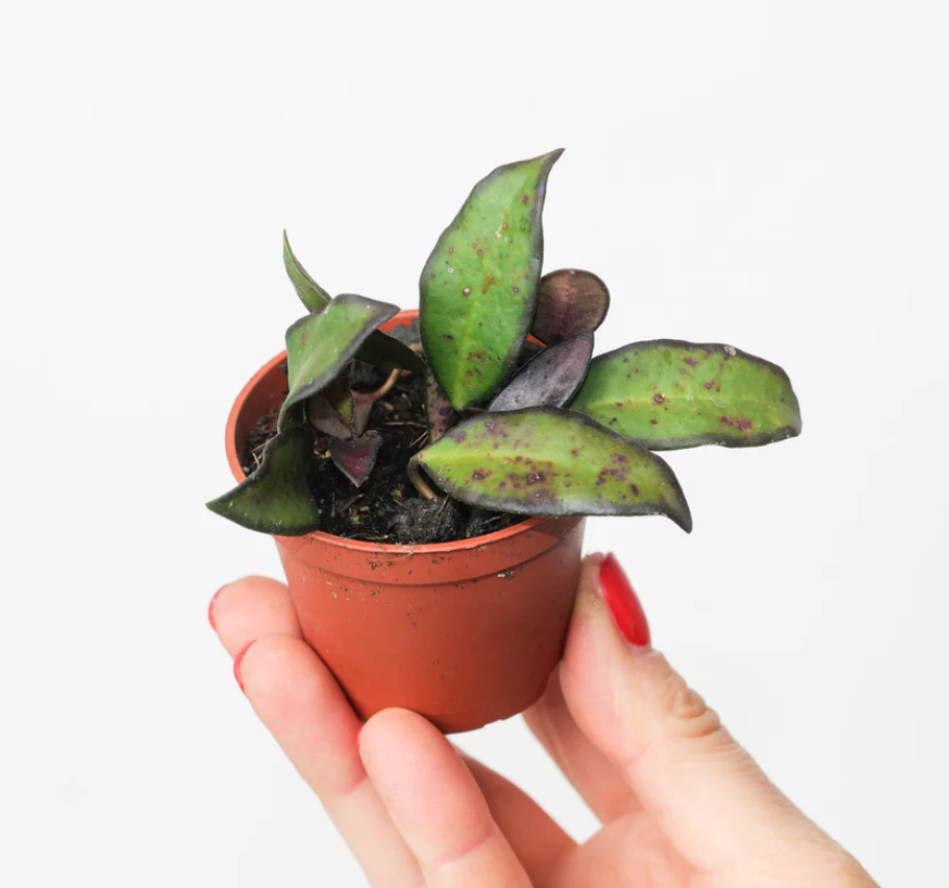 baby Hoya Rosita Red Maroon