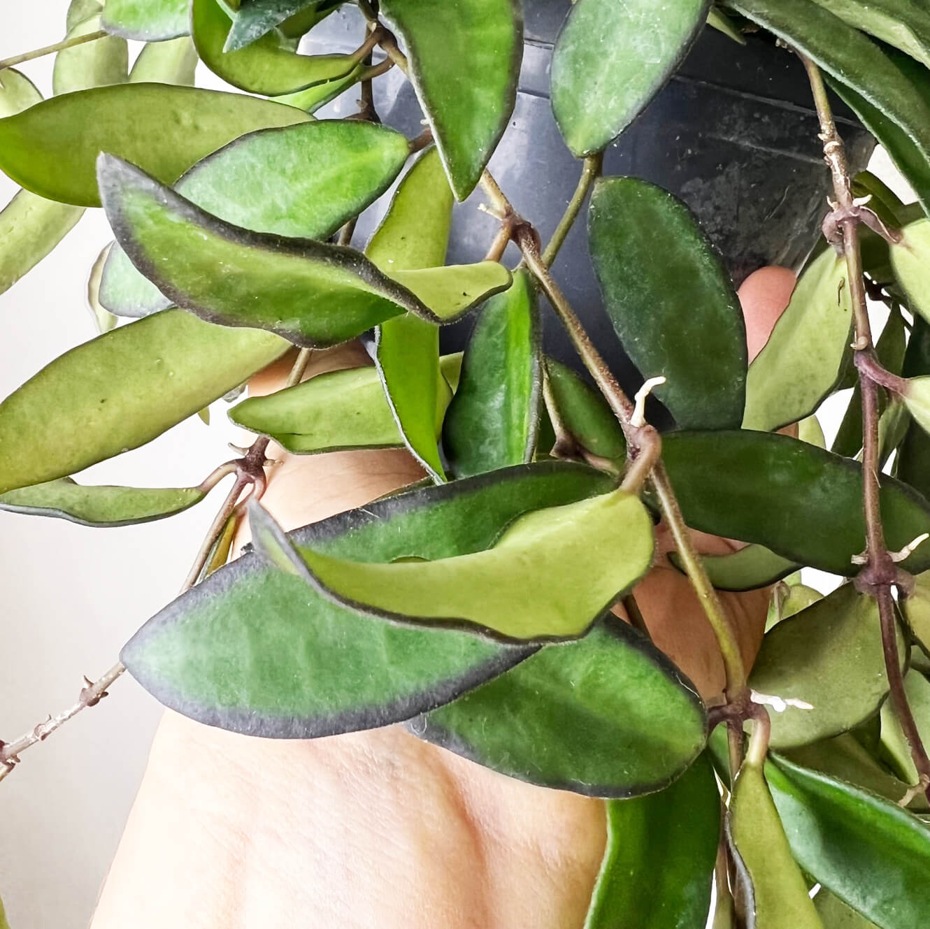 Hoya Rosita