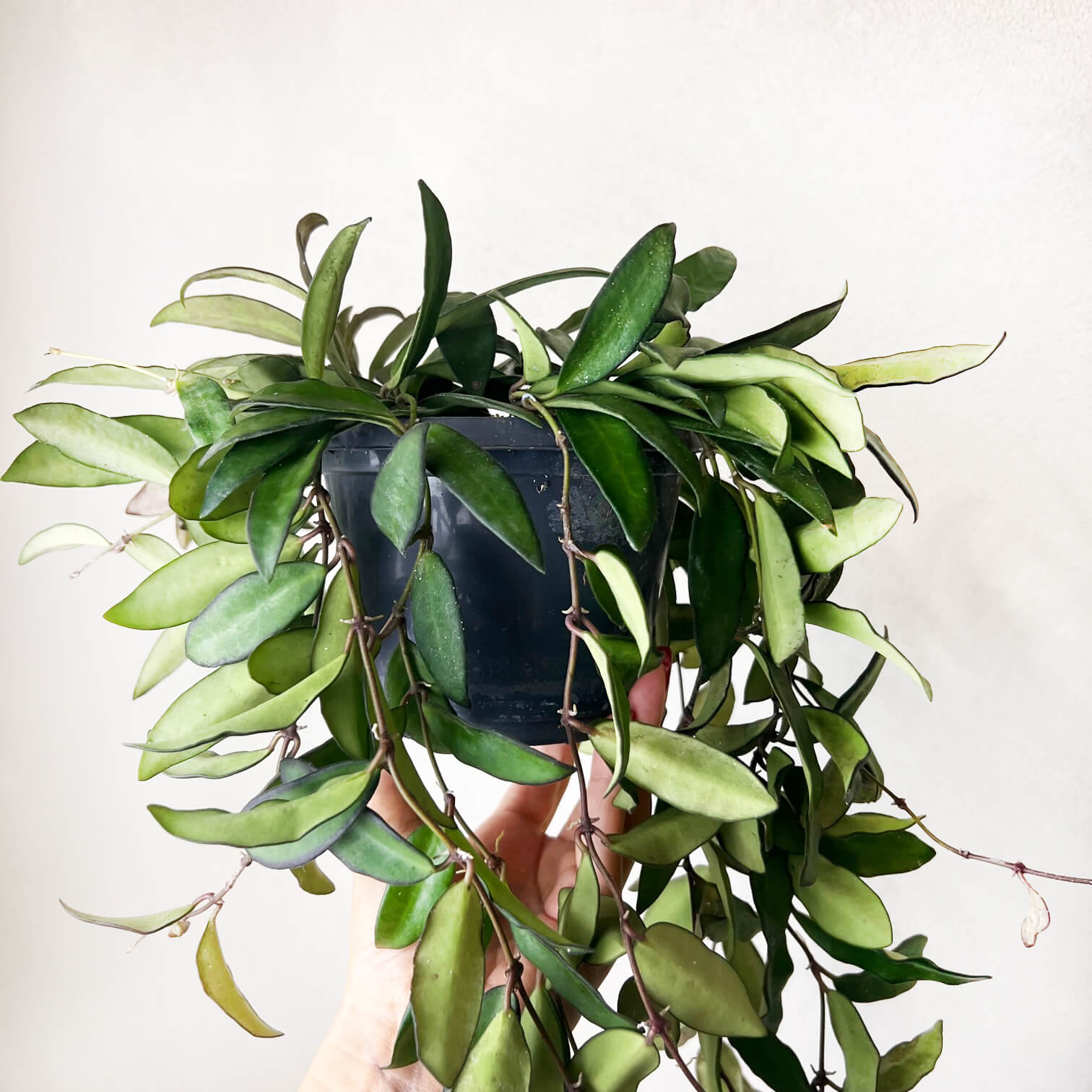 Hoya Rosita