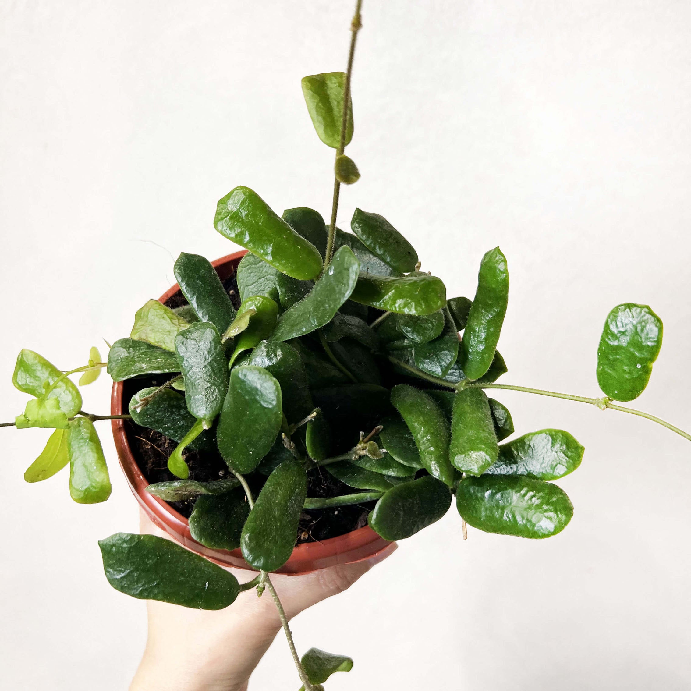 Hoya Rotundiflora