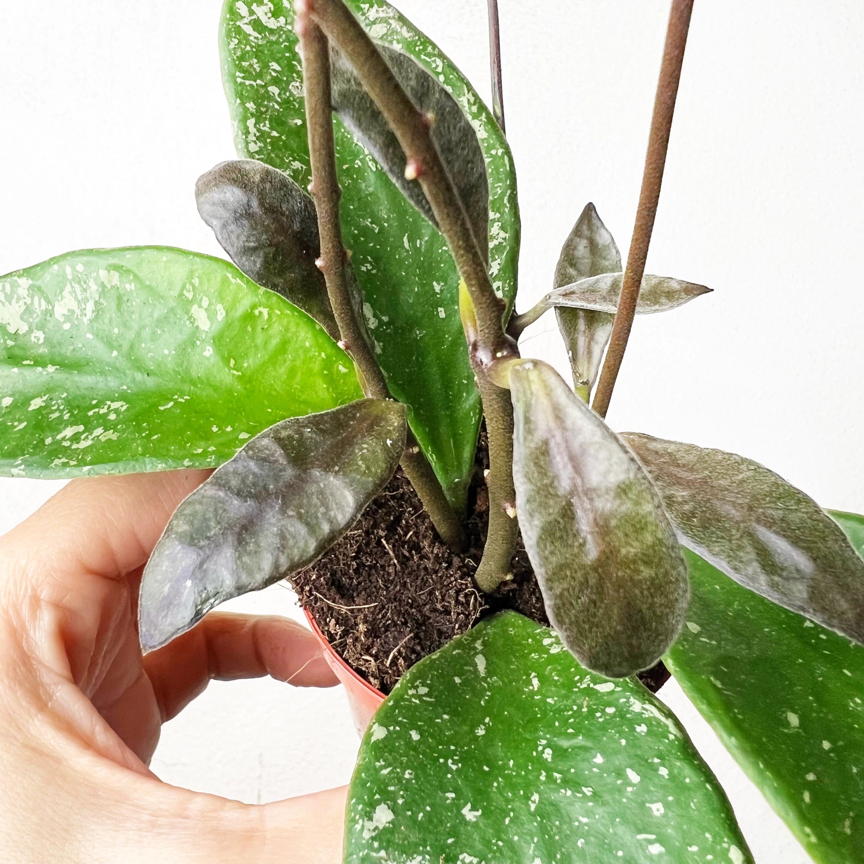 Hoya Rundumensis