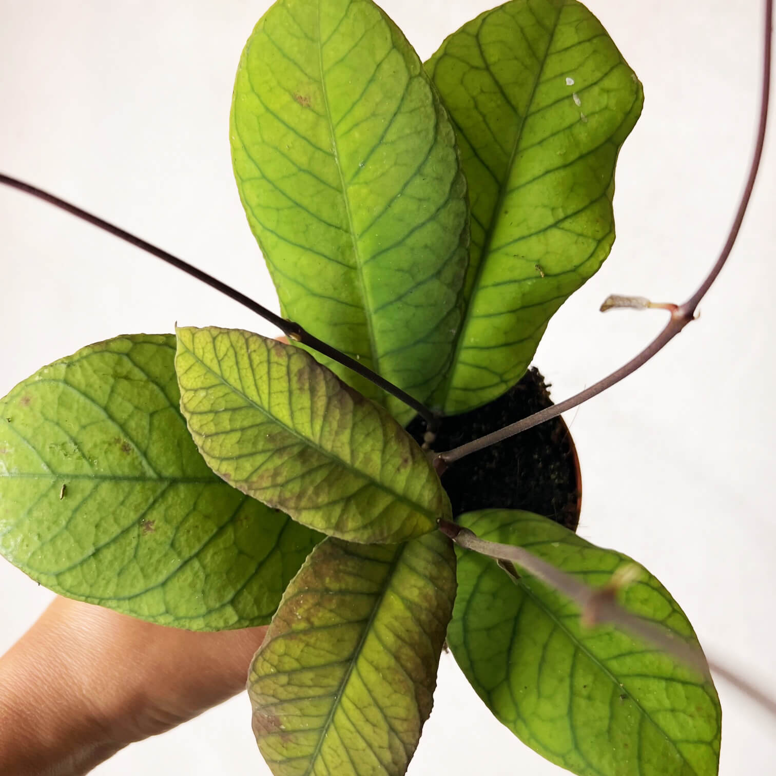 Hoya Sp Sabah