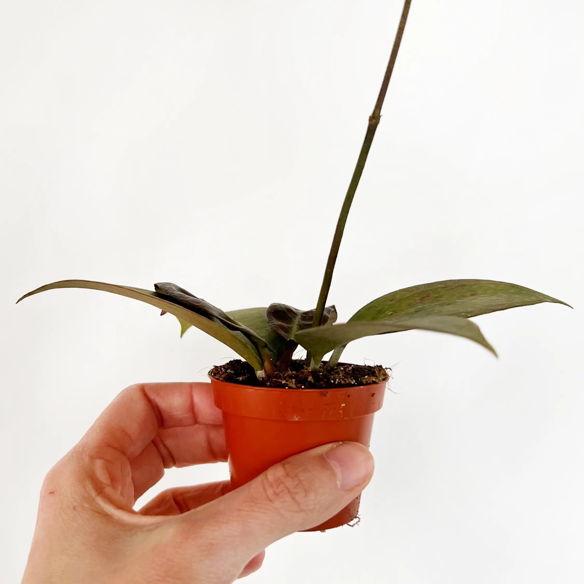 baby Hoya Tequila Sunrise