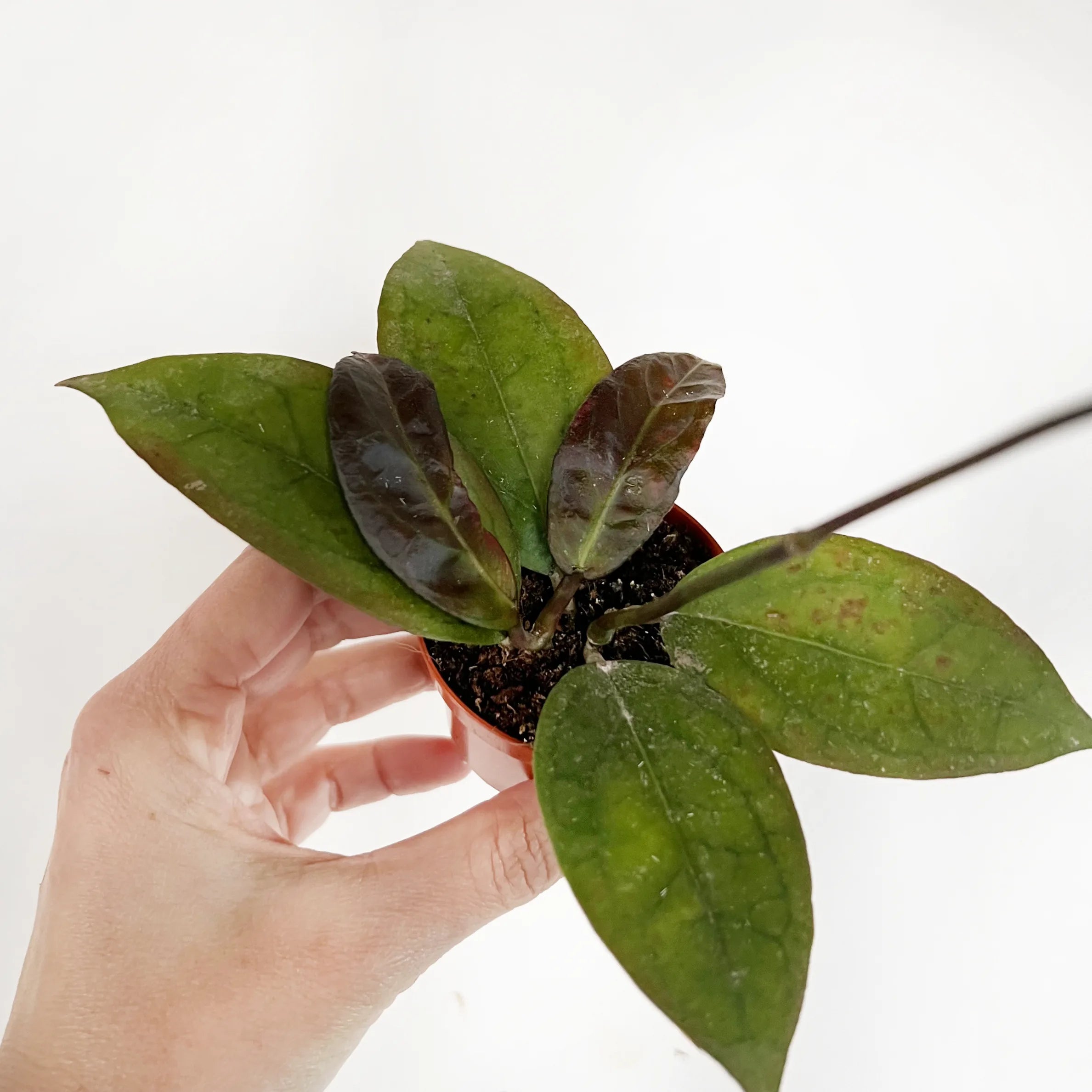 baby Hoya Tequila Sunrise