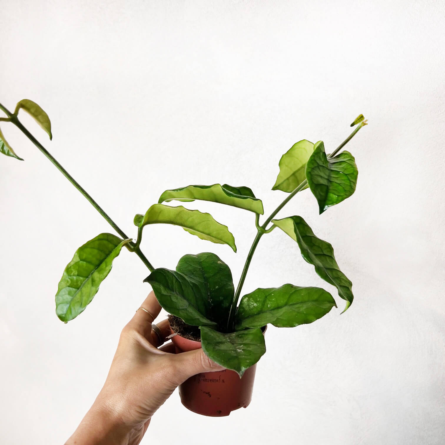 Hoya Villosa