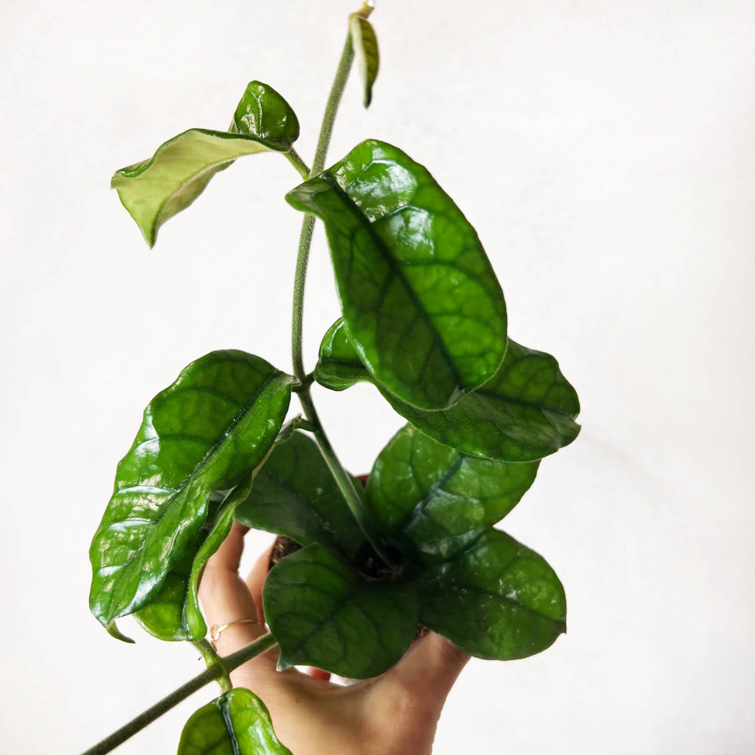 Hoya Villosa