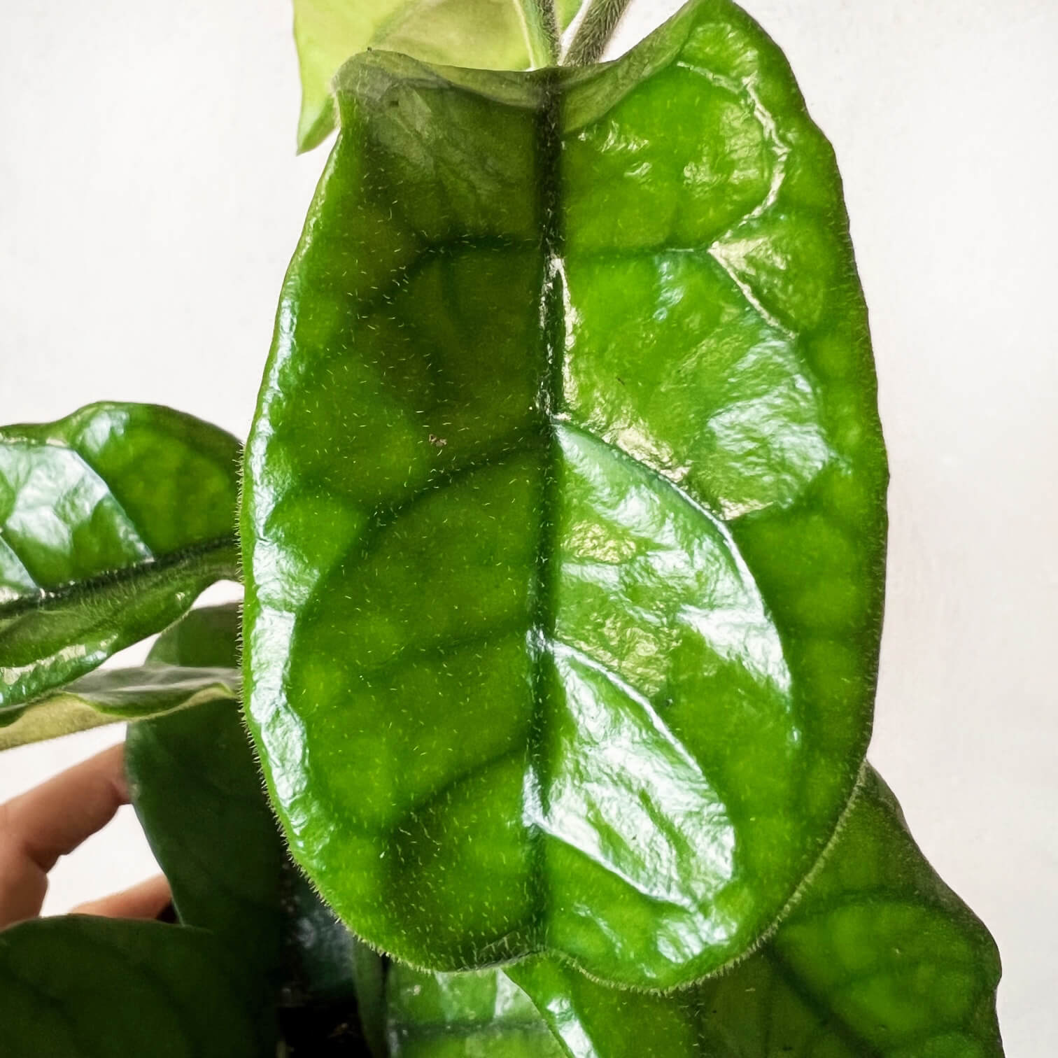 Hoya Villosa