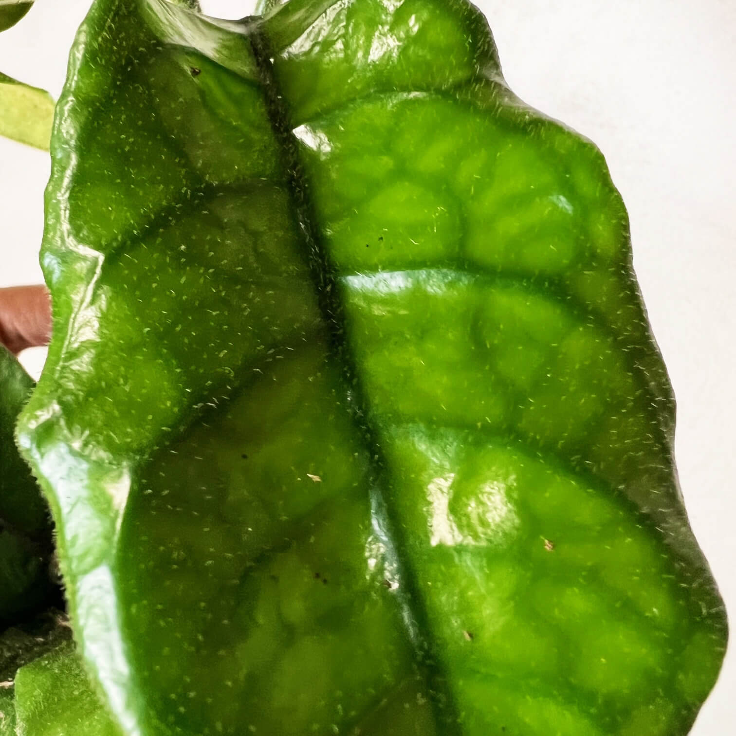 Hoya Villosa