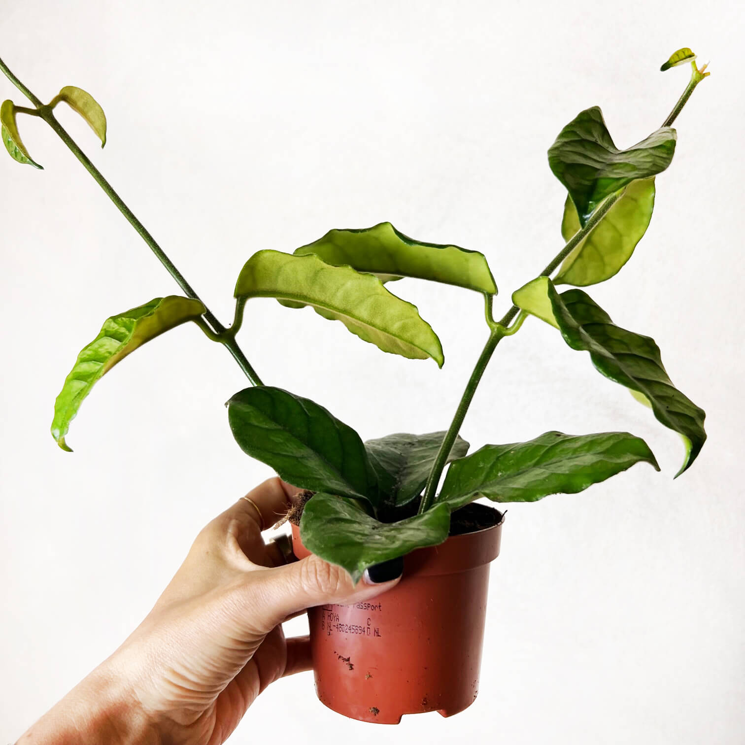 Hoya Villosa