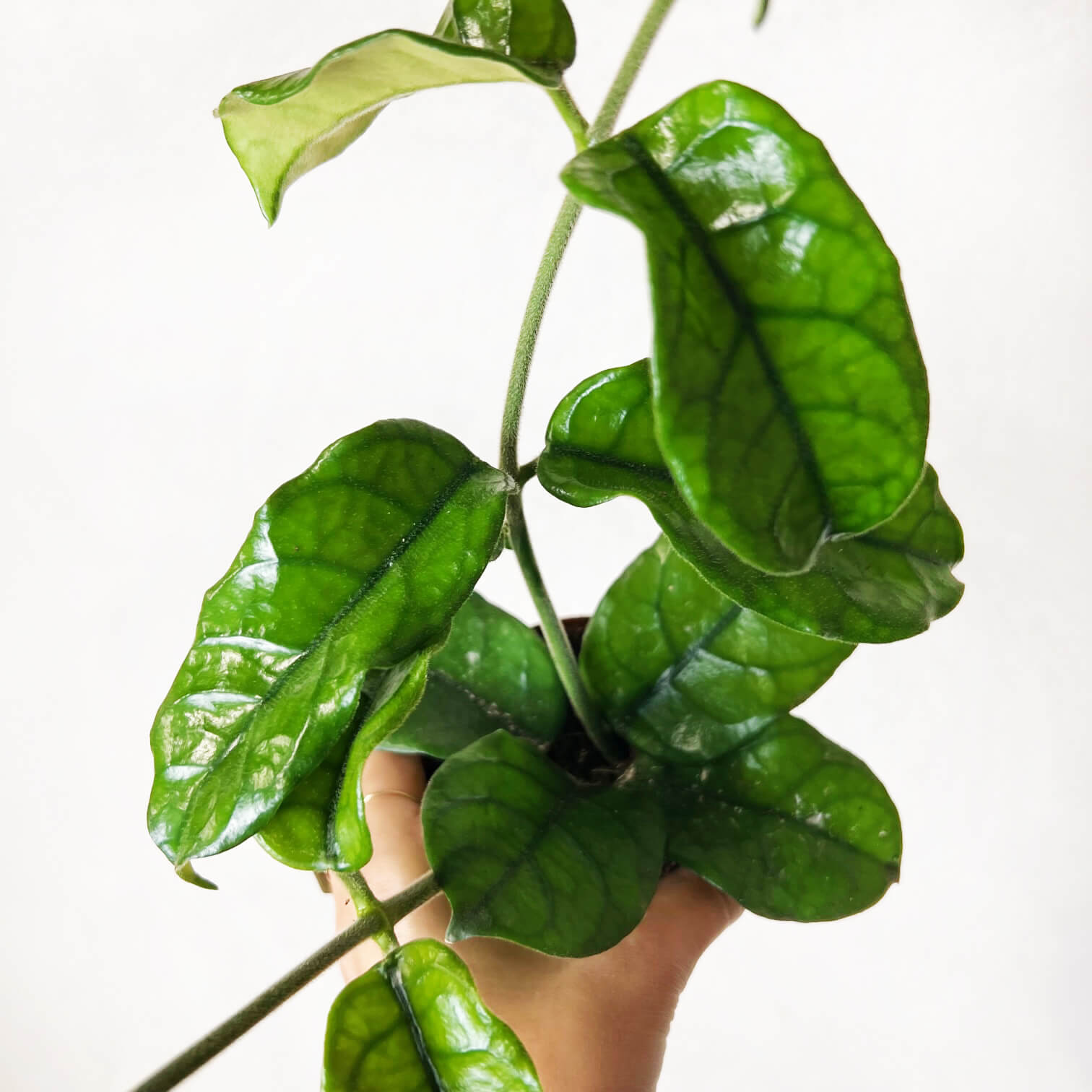 Hoya Villosa