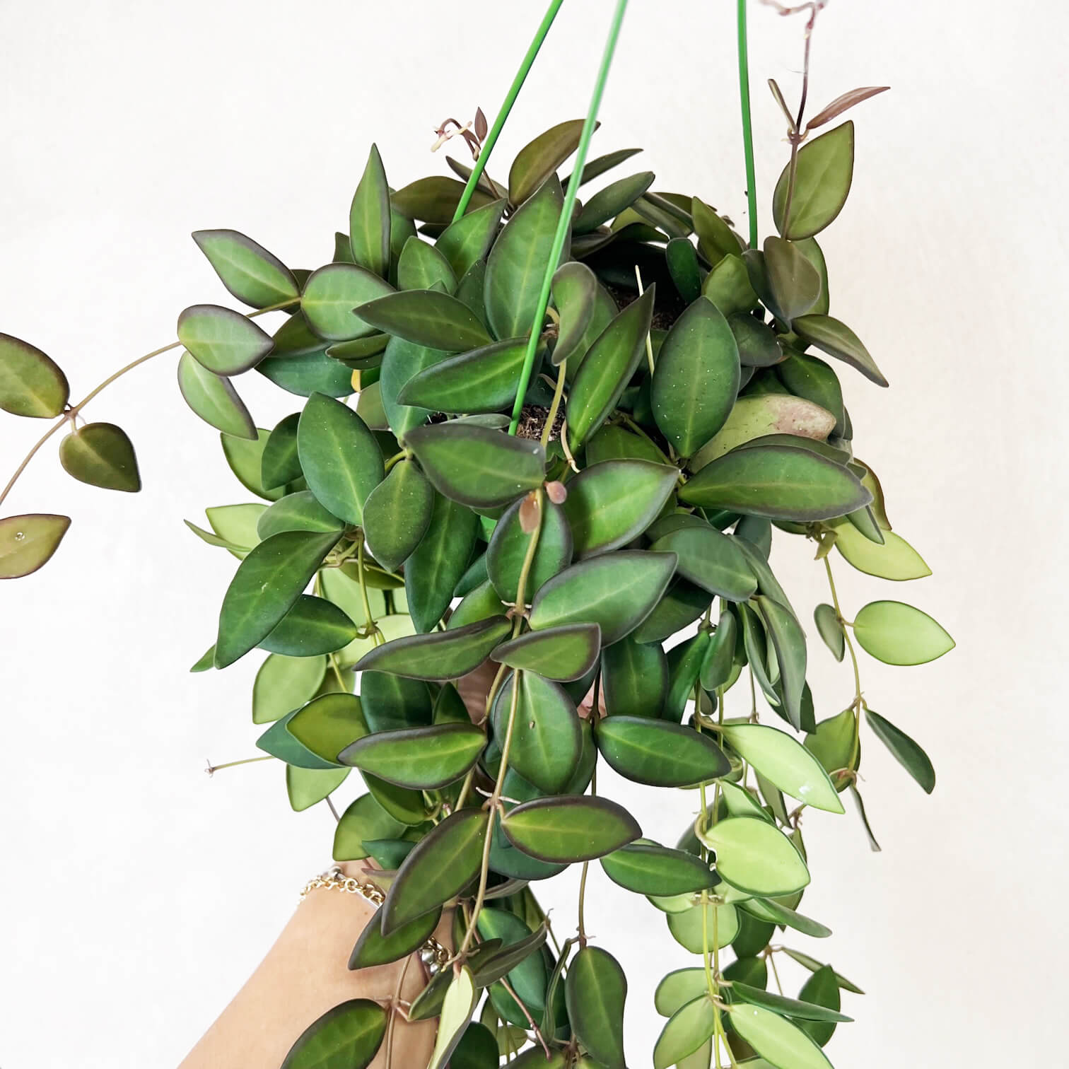 Hoya Burtoniae