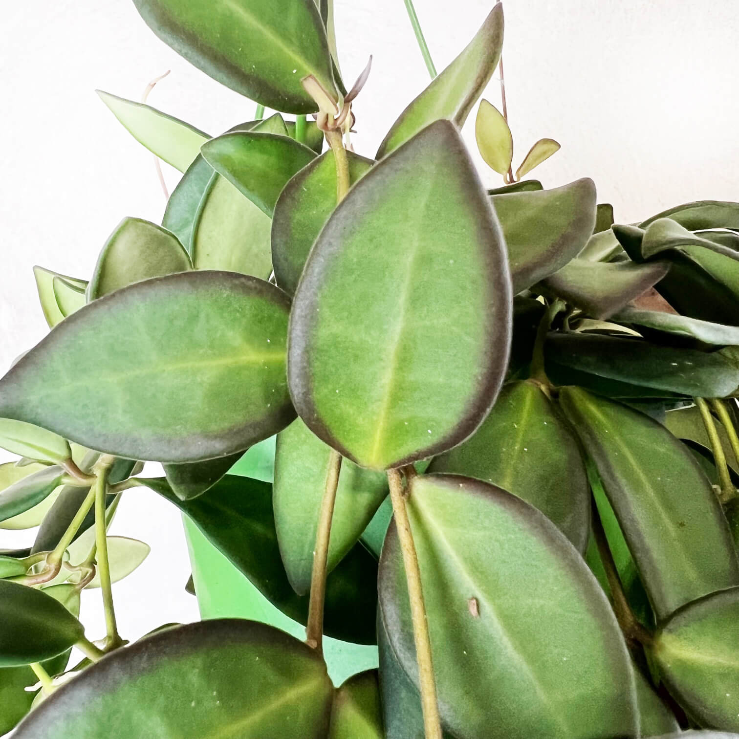 Hoya Burtoniae