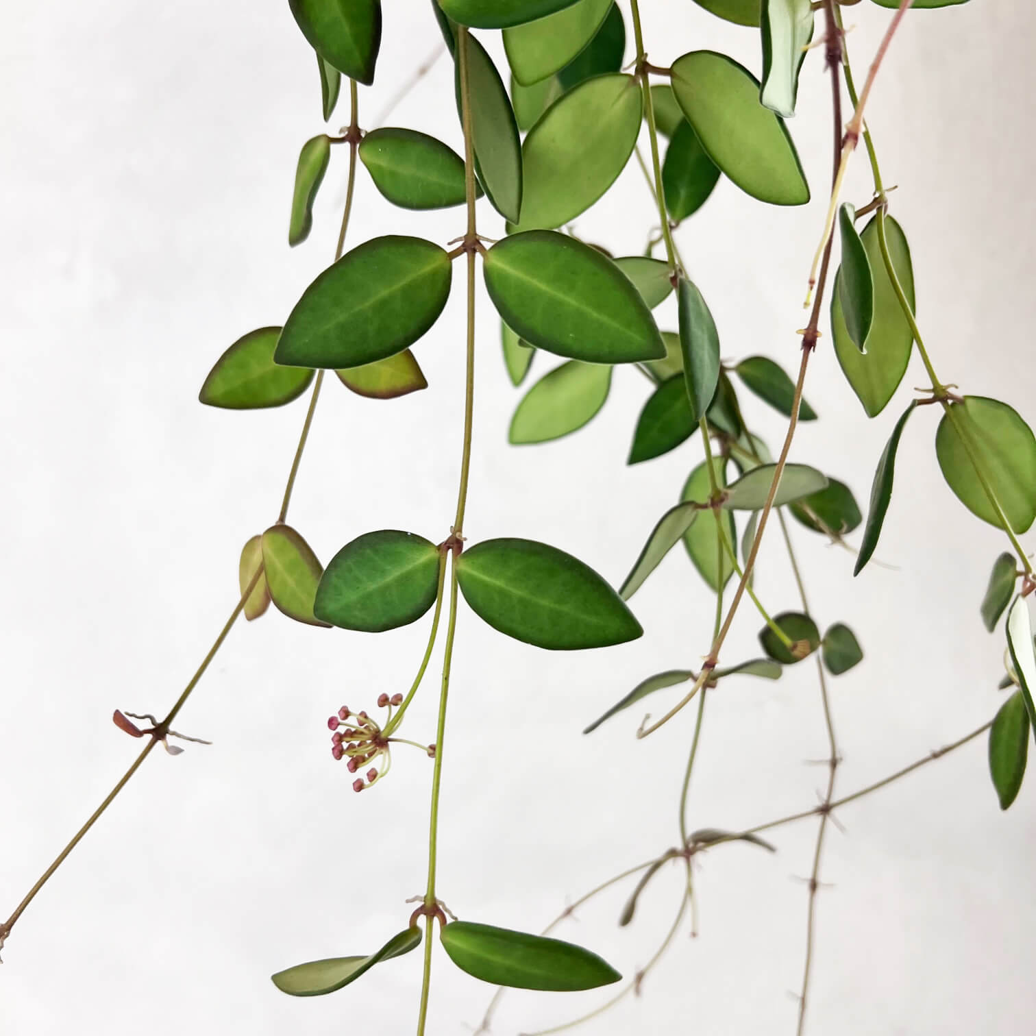 Hoya Burtoniae