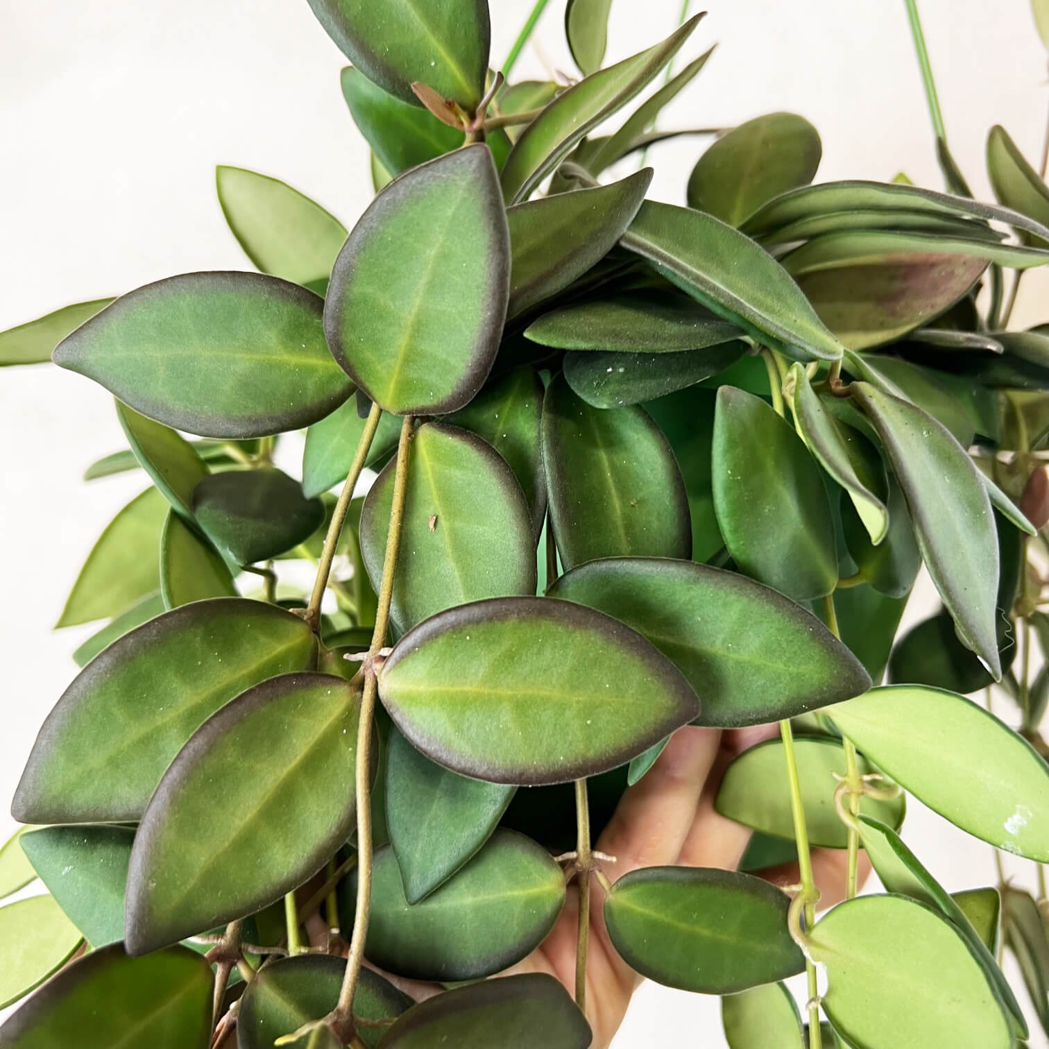 Hoya Burtoniae