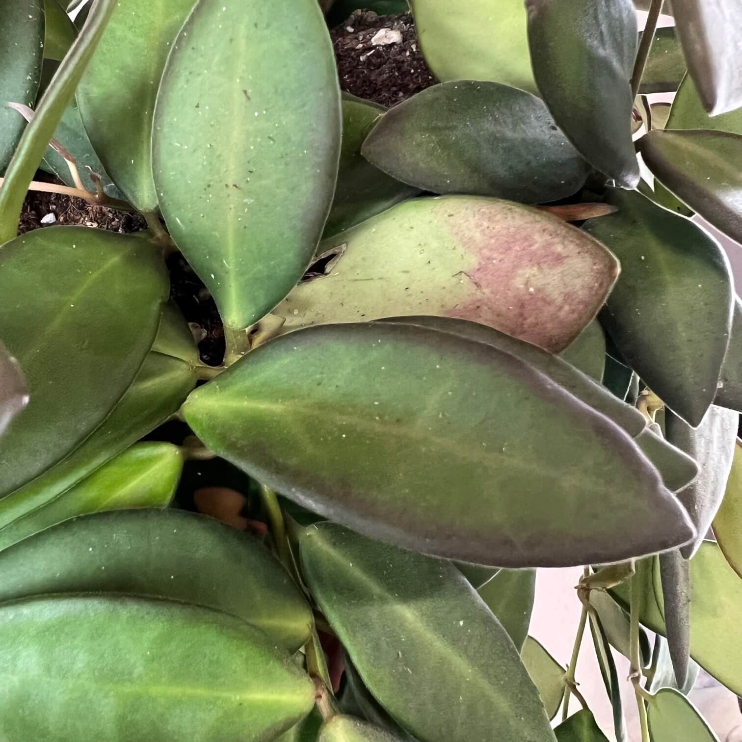 Hoya Burtoniae