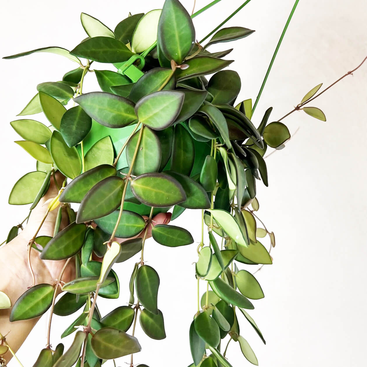 Hoya Burtoniae