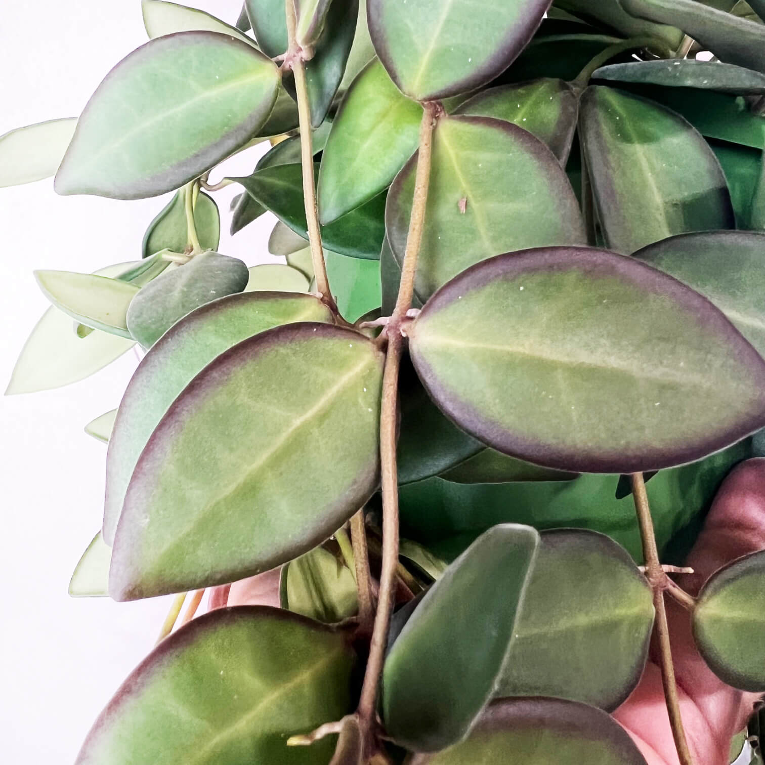 Hoya Burtoniae