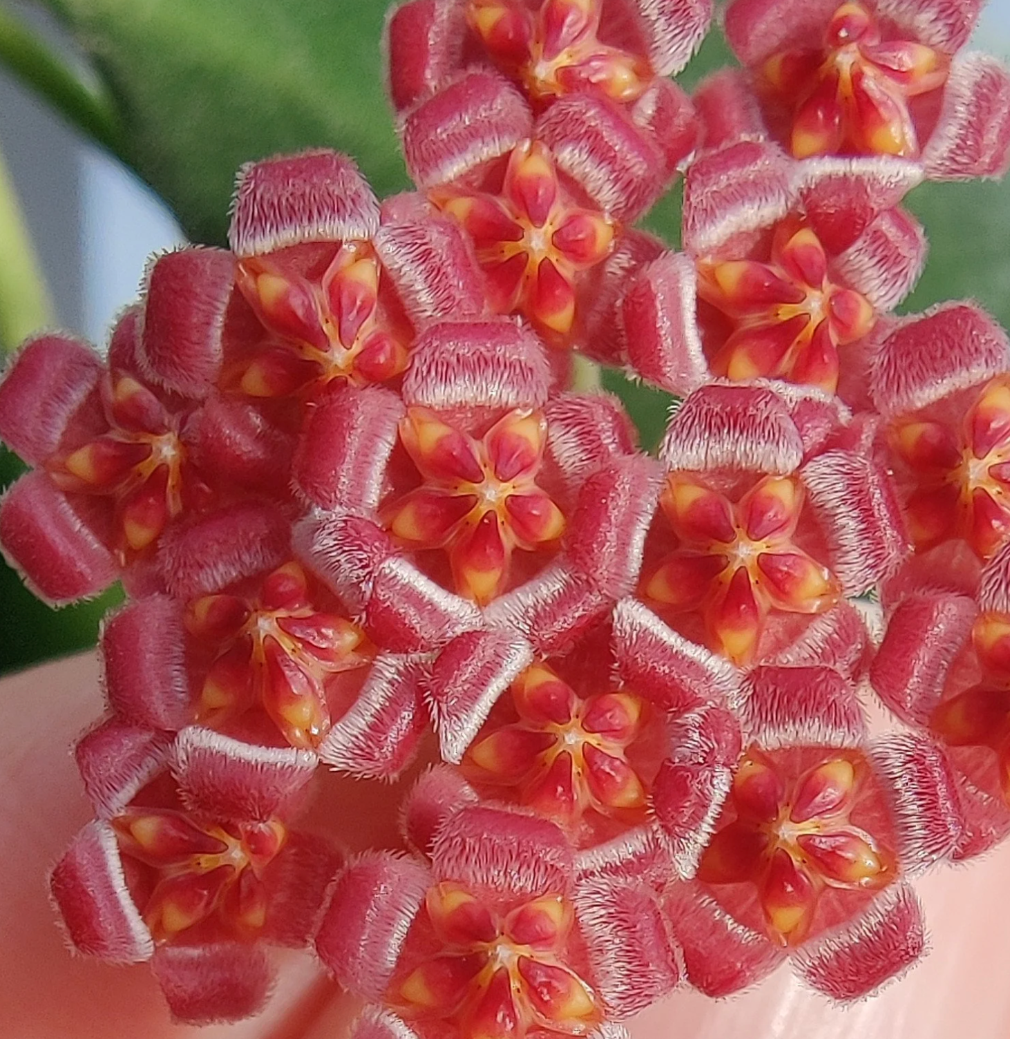 Hoya Burtoniae