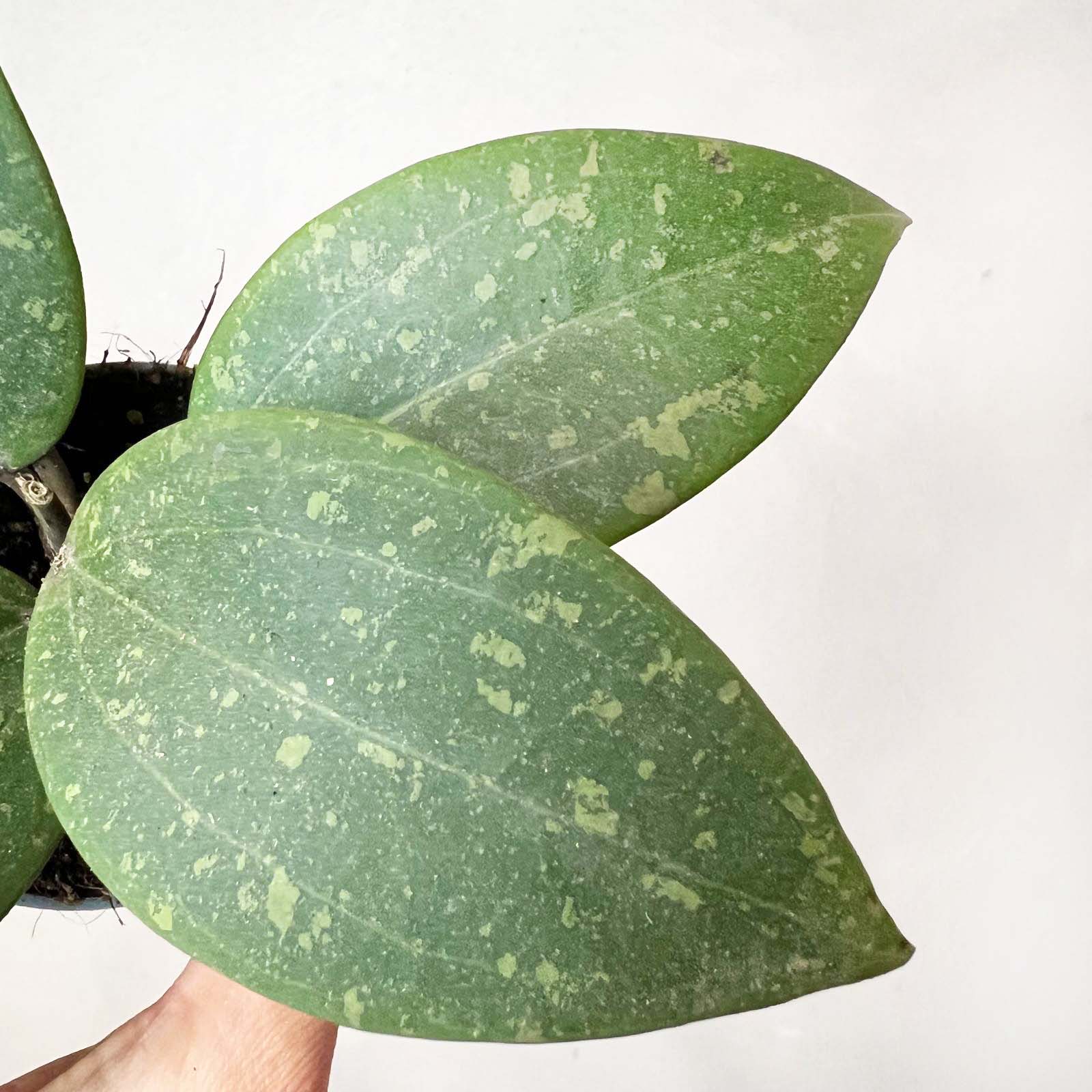 Baby Hoya wibergiae