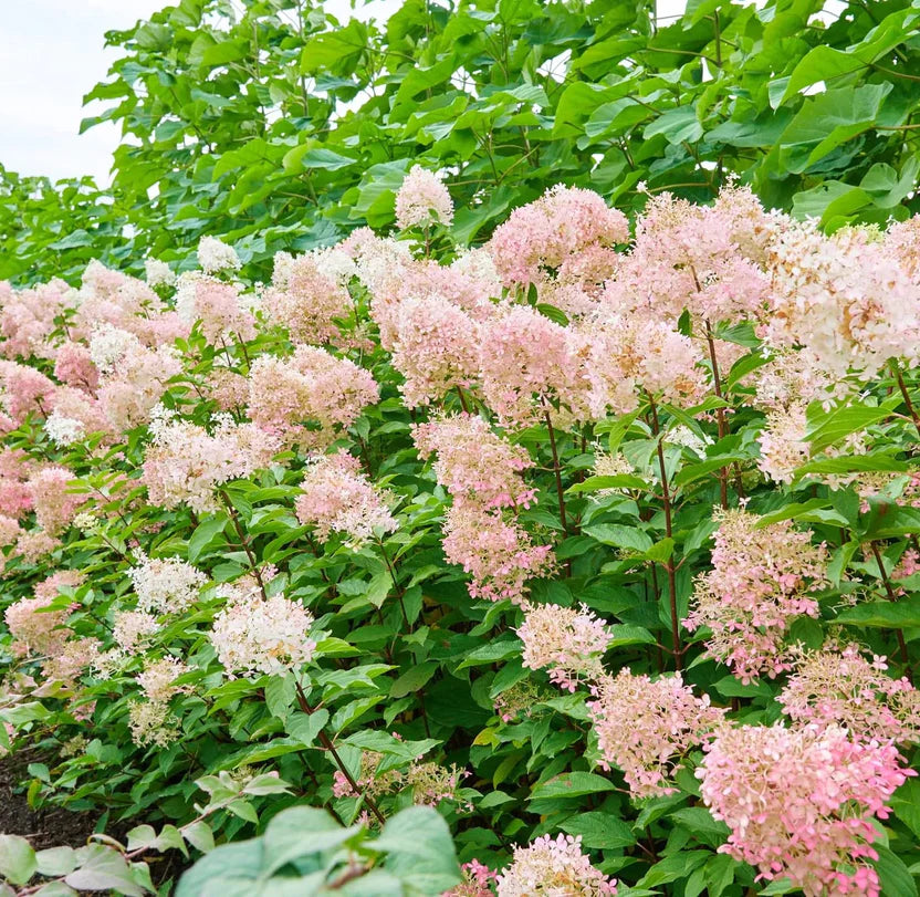 Ortensia /Hydrangea paniculata Phantom