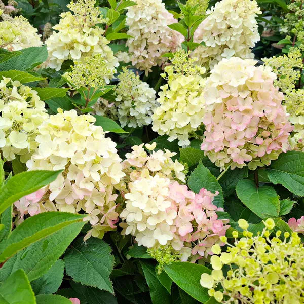 Ortensia /Hydrangea paniculata Milk & Honey