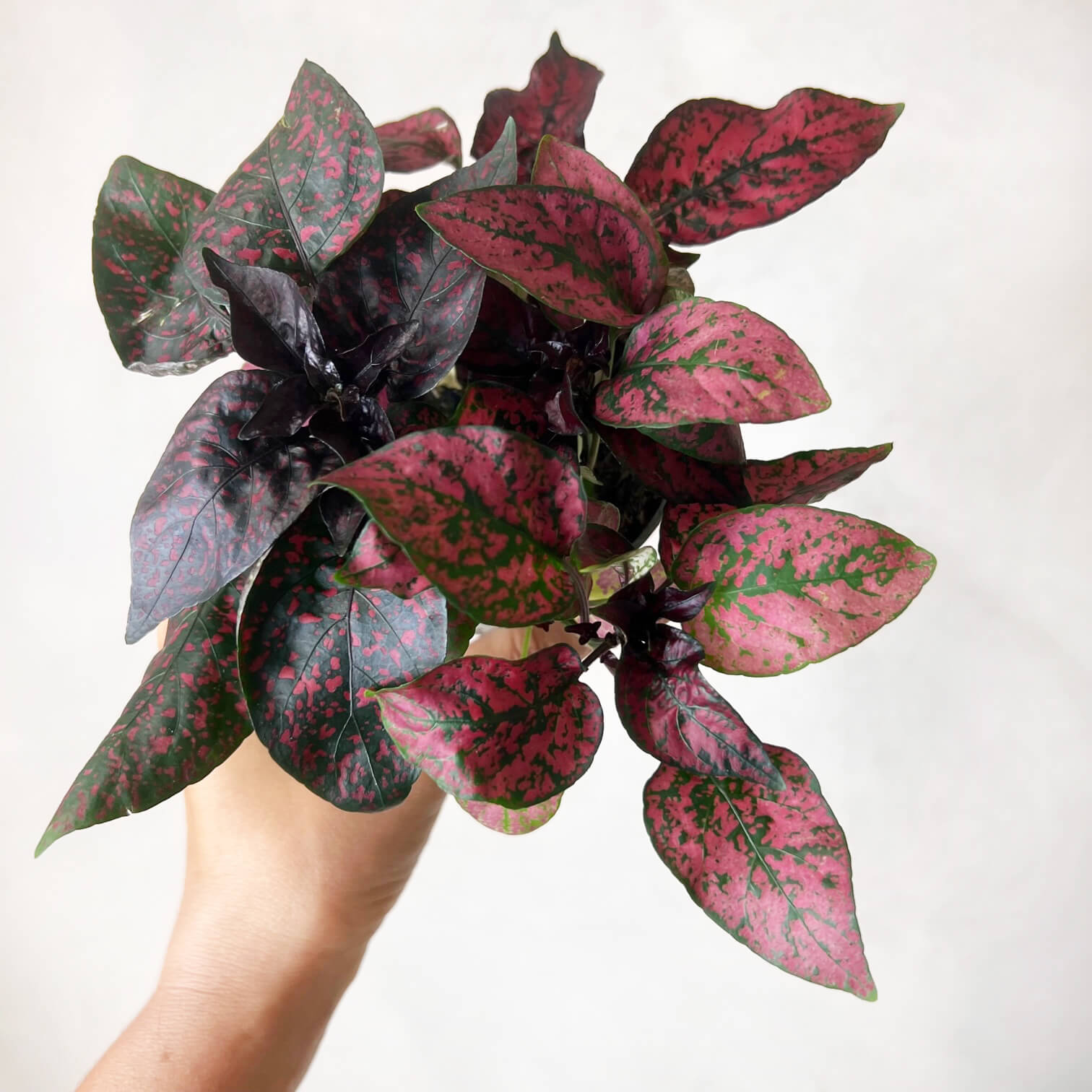 Hypoestes Phyllostachya /Red